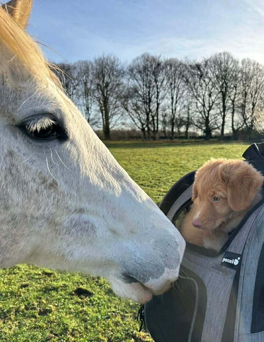 Mishka in a carrier bag getting sniffed by her horse friend Sox