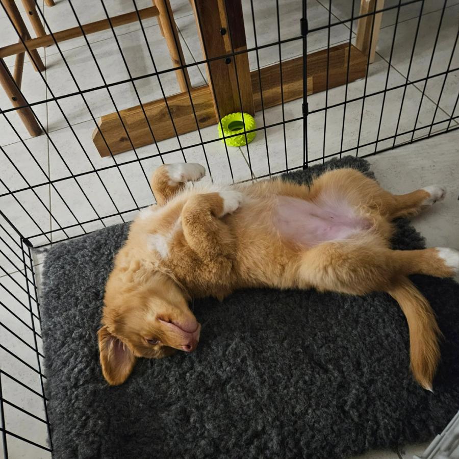 Mishka the Toller asleep on her back with her legs in the air