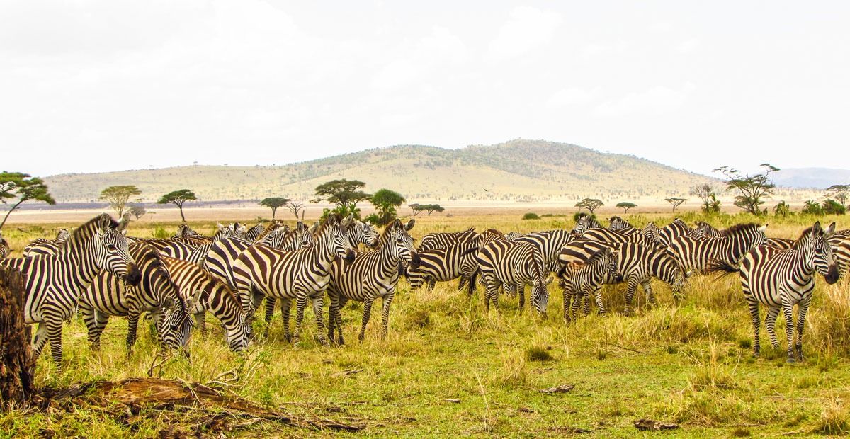 What is the best time to visit to Uganda? – Uganda blog