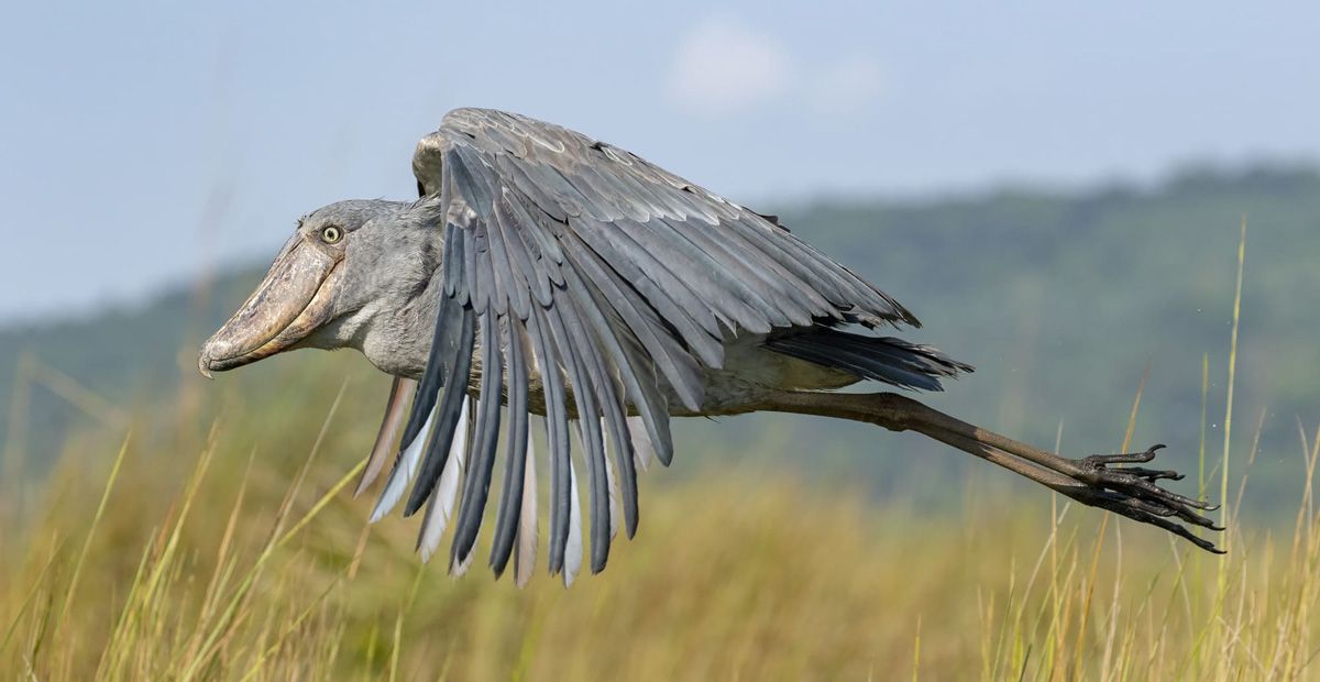 Uganda's Shoebill Stork – Uganda blog