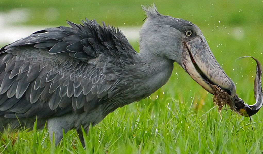 Best time to spot the shoebill stork in Mabamba swamp this travel season – Uganda blog