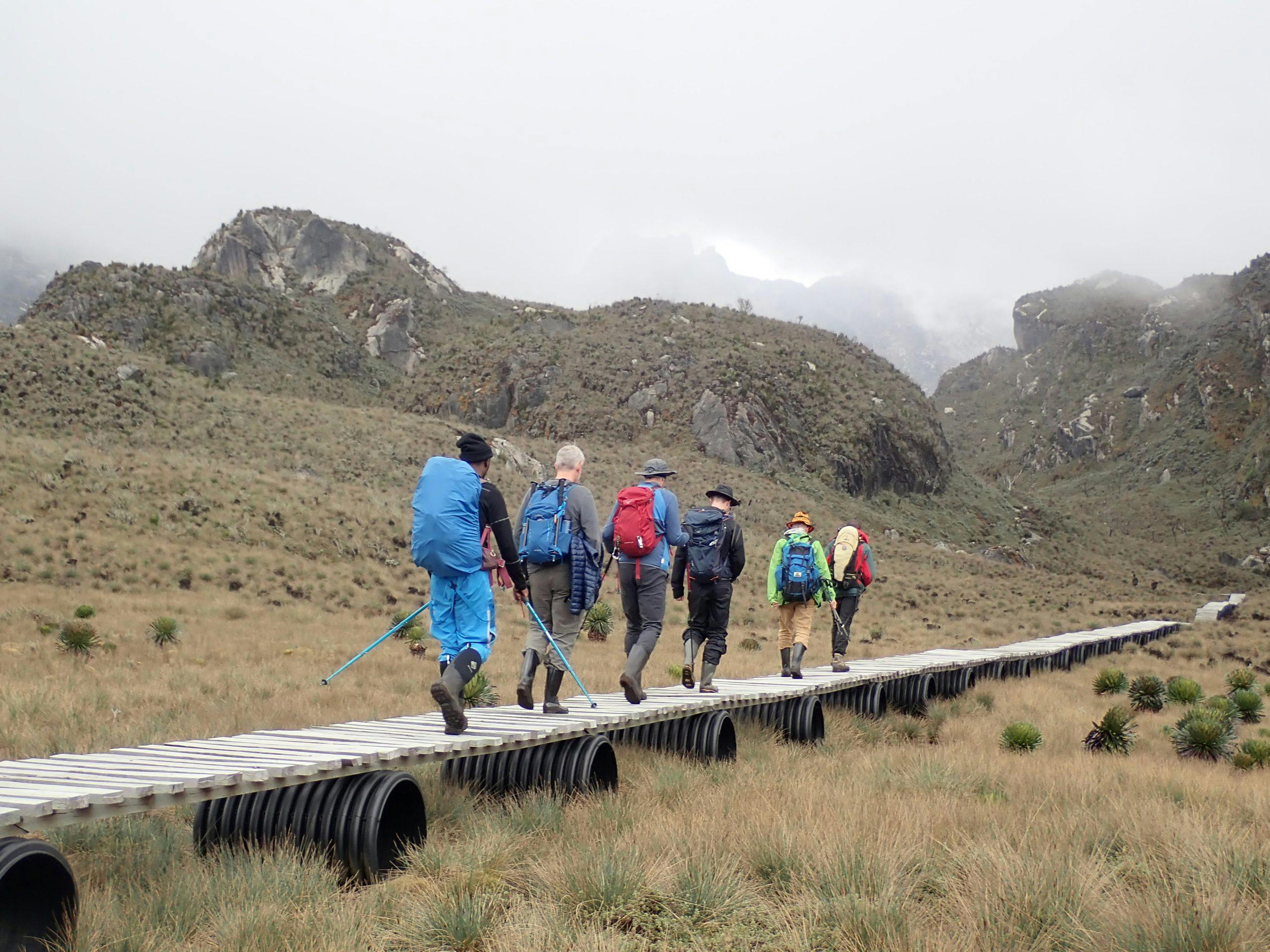 Into the Cloud Forest — Boardwalks guide trekkers through the surreal, mist-draped forests of Rwenzori Mountains National Park.