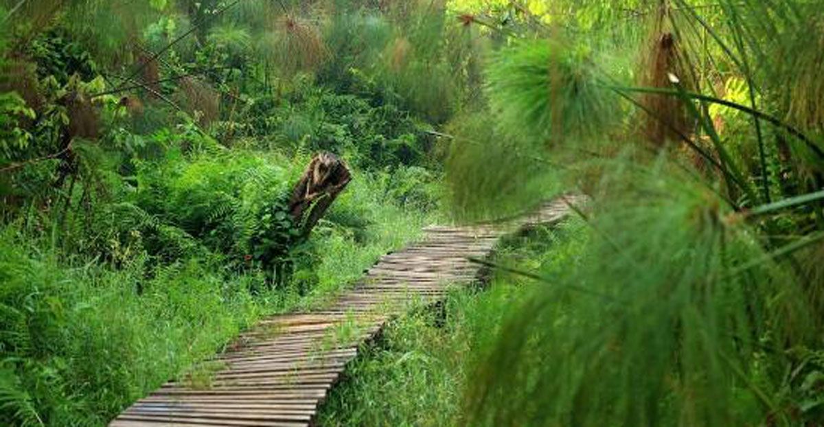 Bigodi Swamp Walk – Uganda blog