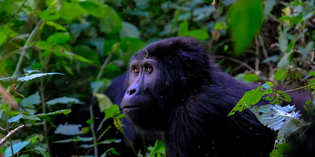 Gorilla Trekking Destinations in Uganda and Why to Visit – Uganda blog