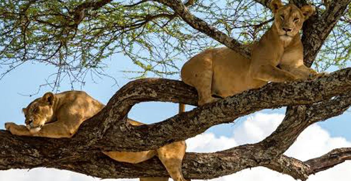 Planning a trip to Africa? Here are 7 Dream Destinations You Don’t Want to Miss – Uganda blog