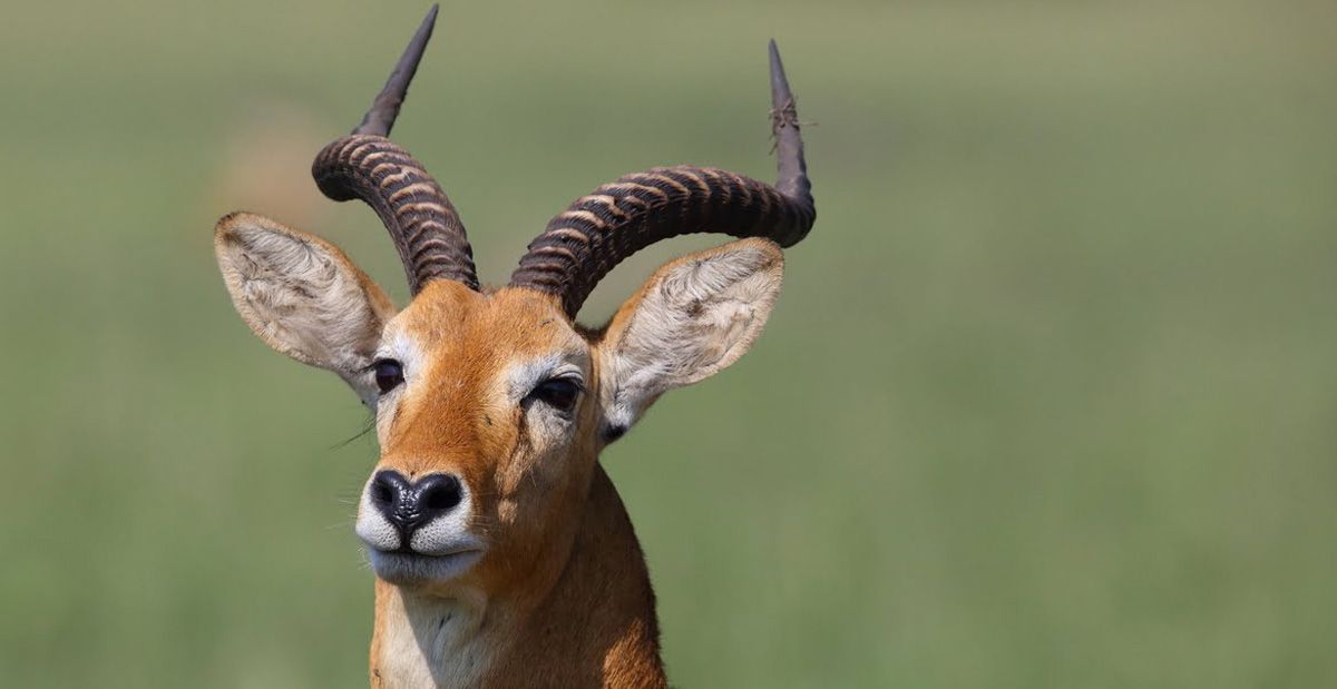 The Uganda Kob – Uganda blog