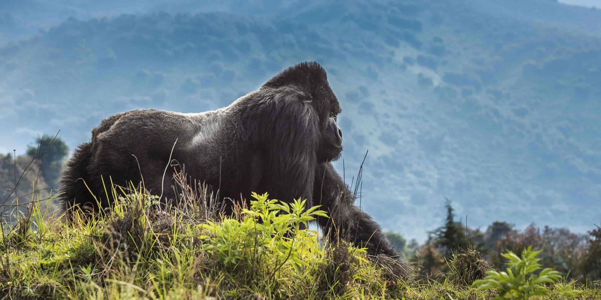 Gorilla trekking! What you need to know before you can go on one – Uganda blog