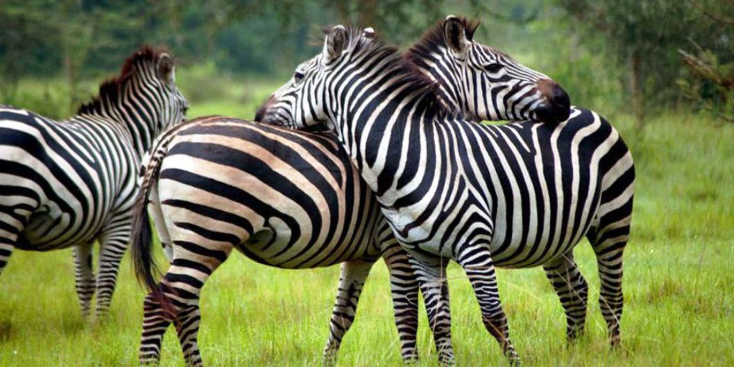 Lake Mburo National Park: Uganda’s Secret Safari Gem