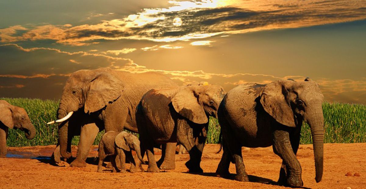 Why should you book your safari with Alpha Rent A Car? – Uganda blog