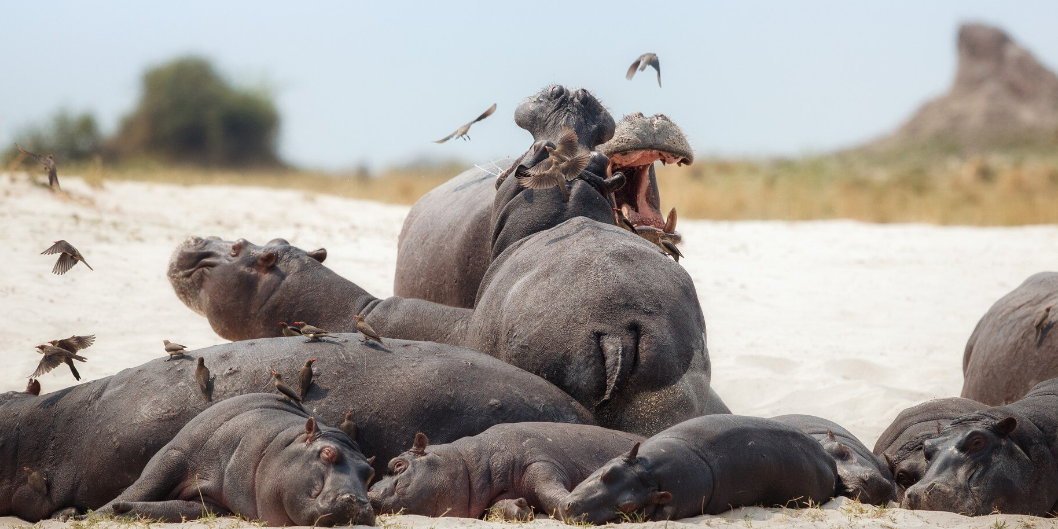 Best Itinerary Ideas for Self-Drive Safaris in Uganda – Uganda blog