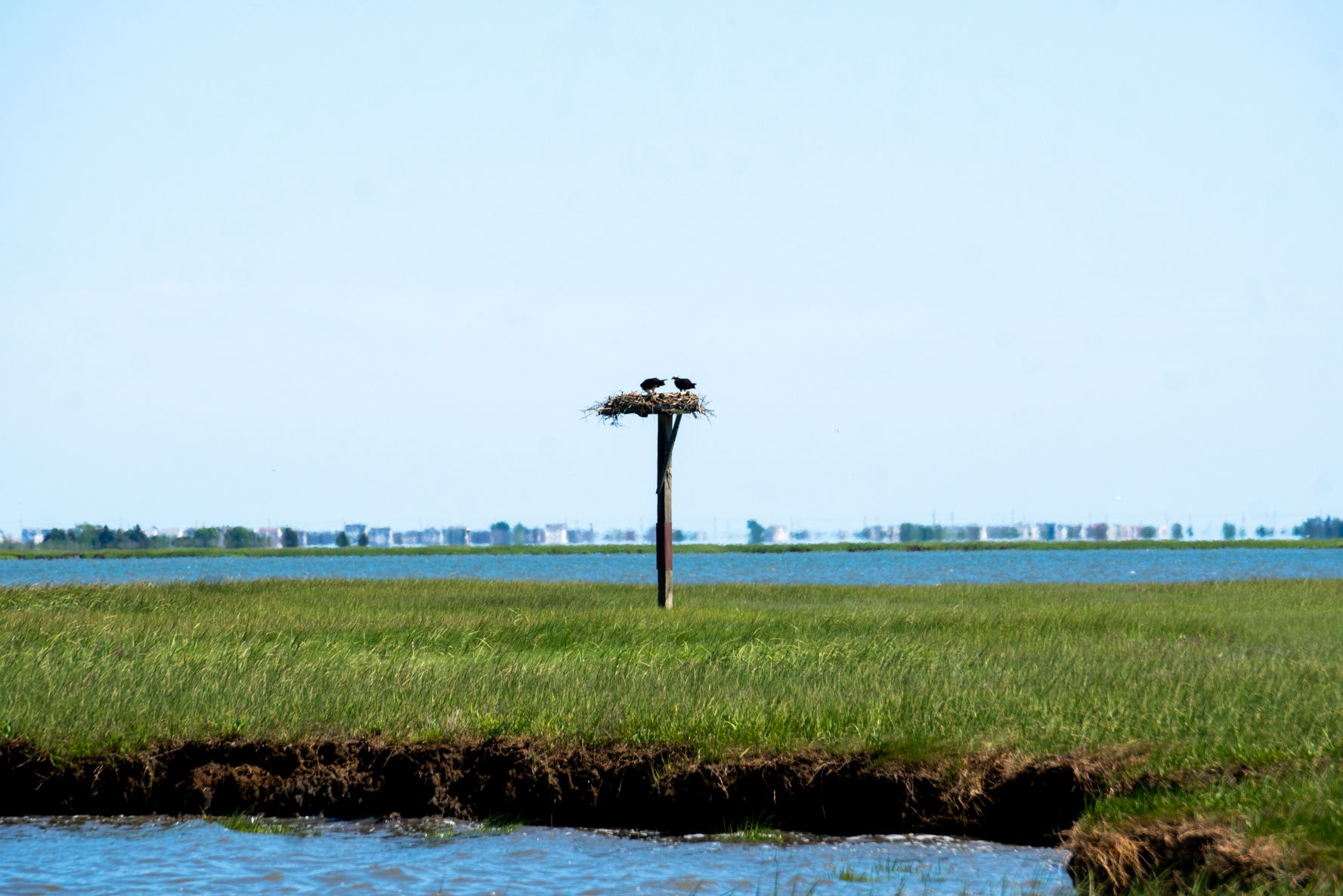 A pair of ospreys nesting on the Reeds Bay in Galloway, NJ