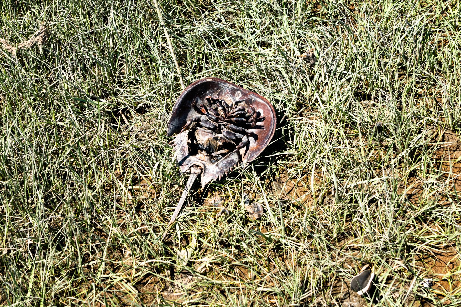 A closeup of the dead horseshoe crab