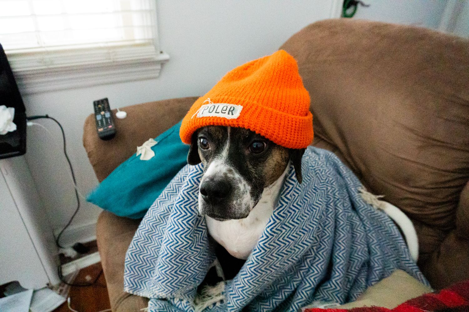 Rocky staying warm in his Poler beanie