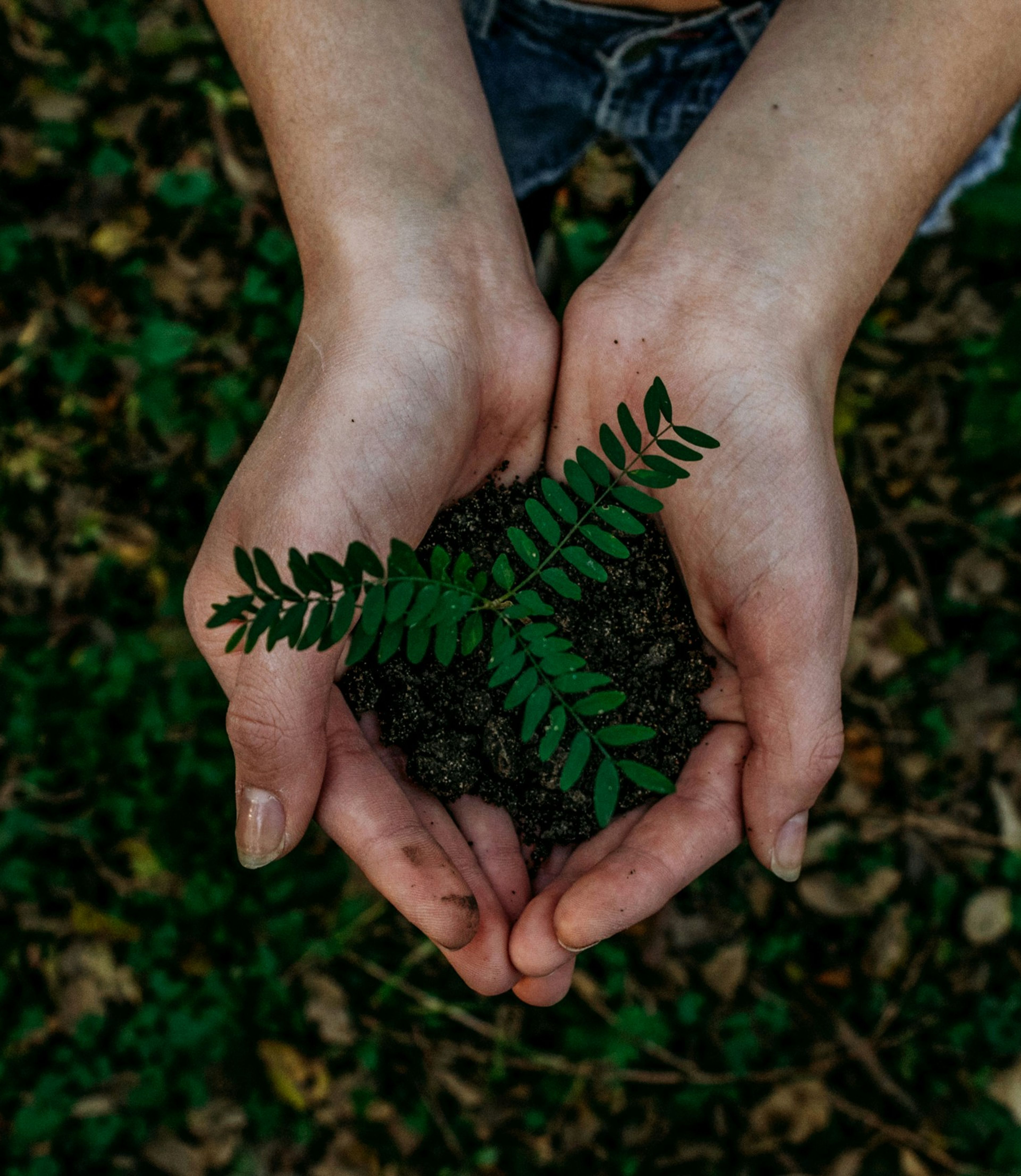Taking care of our planet; hands caring plant