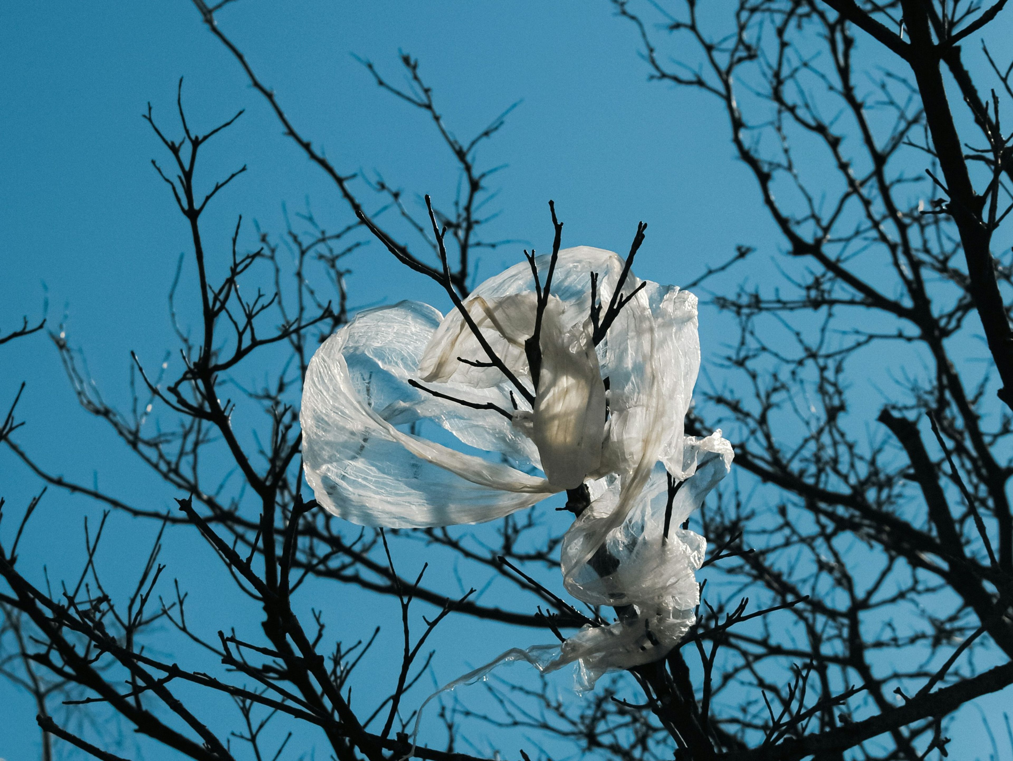 Soft plastic stuck in tree branch