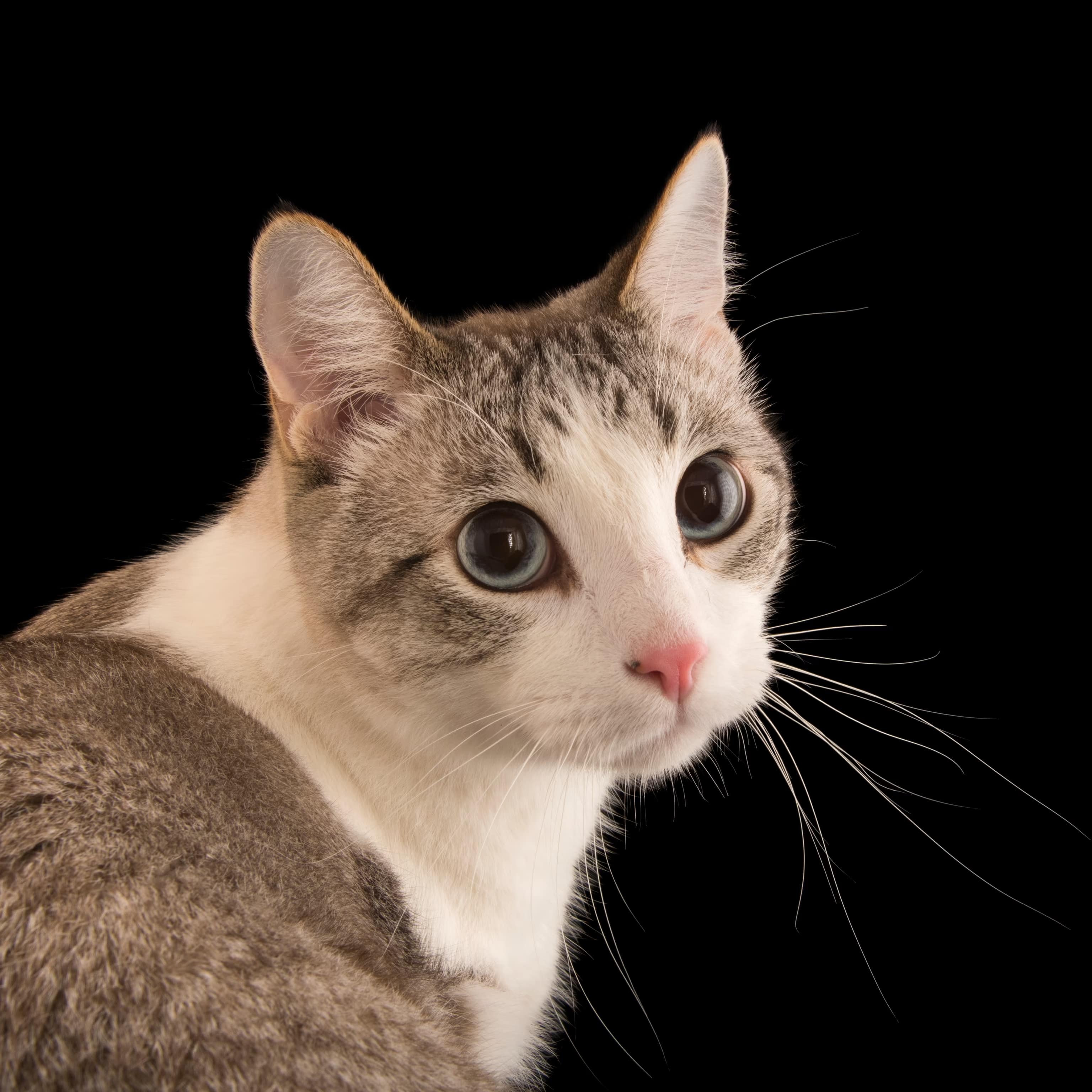 other cat