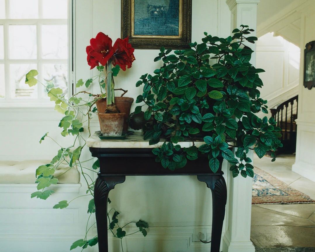 An image from Scenery magazine from inside a house with an antique wooden side take filled with a green plant and red flowers with terracotta pots looking into a cream painted grand house