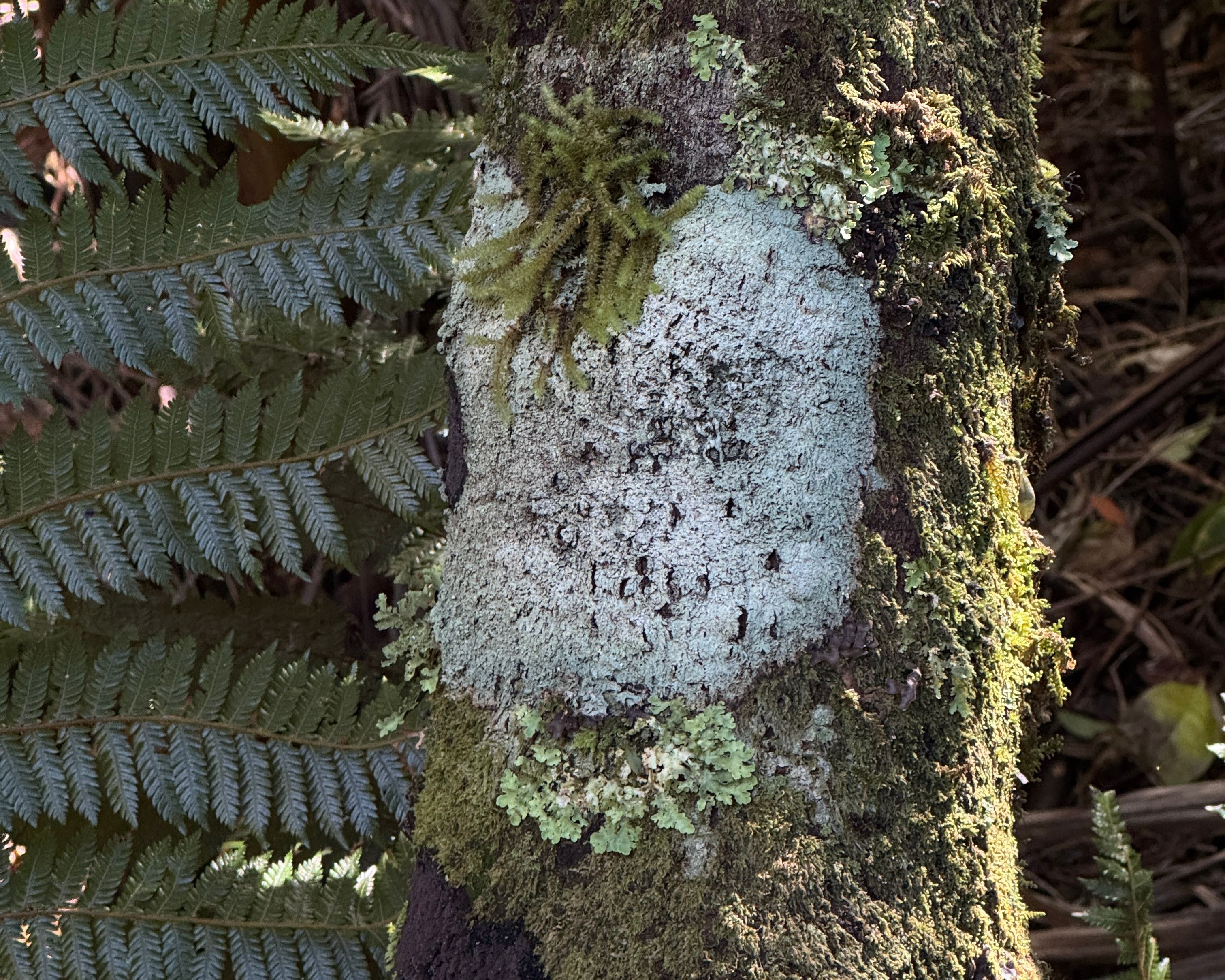 A detailed shot of a tree in the New Zealand wildlife with moss, lichen and other organic materials growing from it