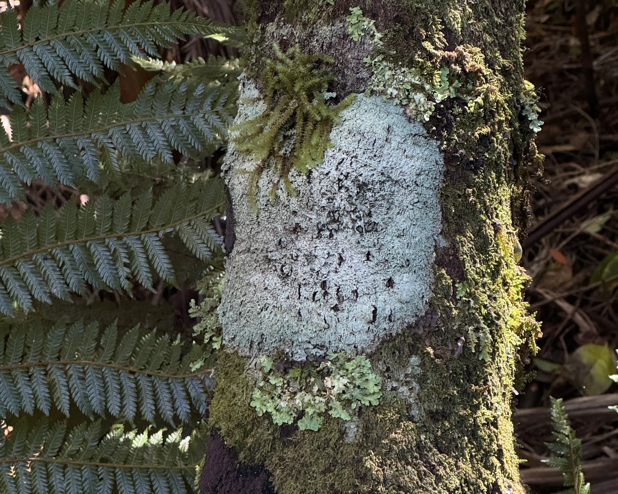 A detailed shot of a tree in the New Zealand wildlife with moss, lichen and other organic materials growing from it