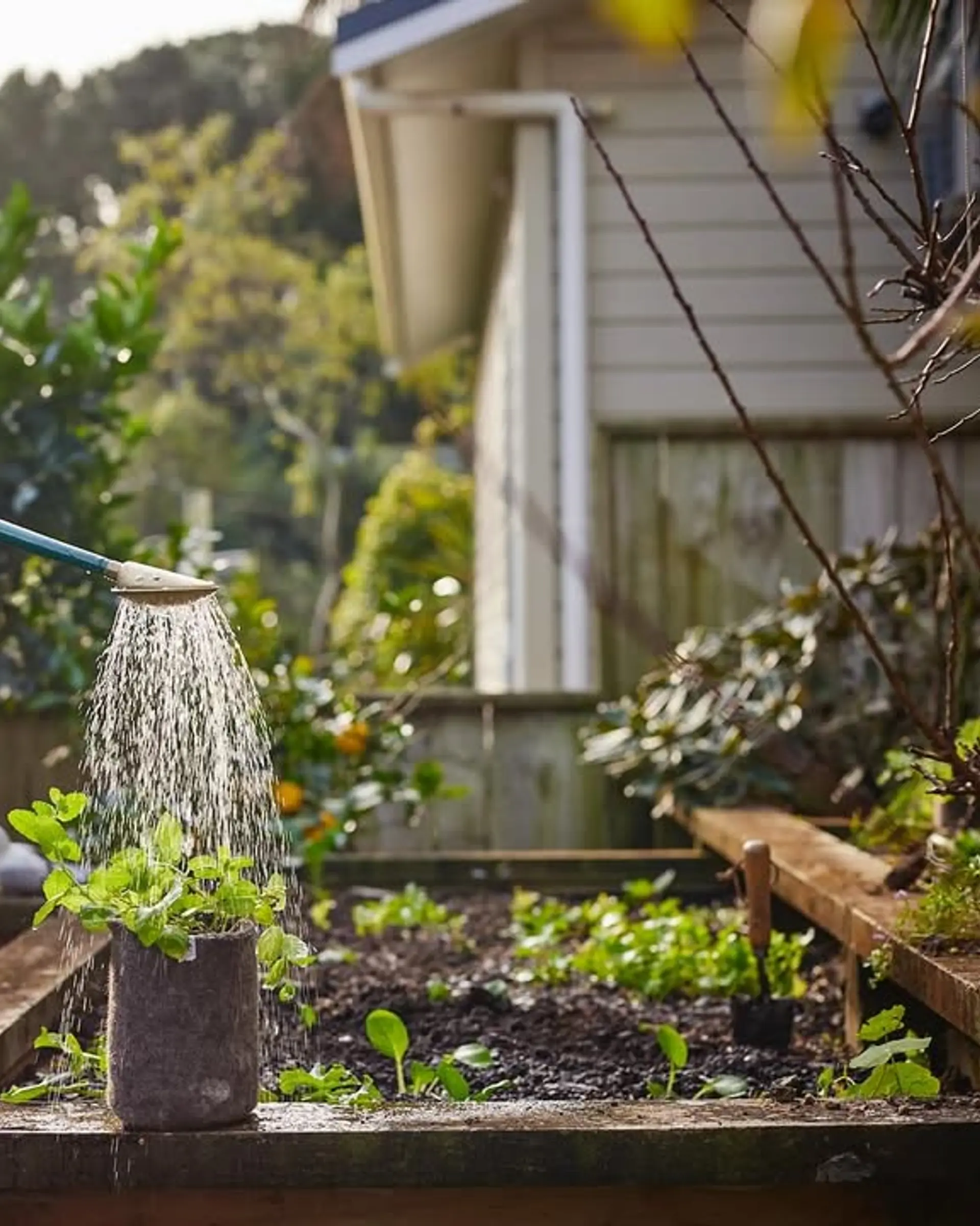 A man watering a wool pot in his garden