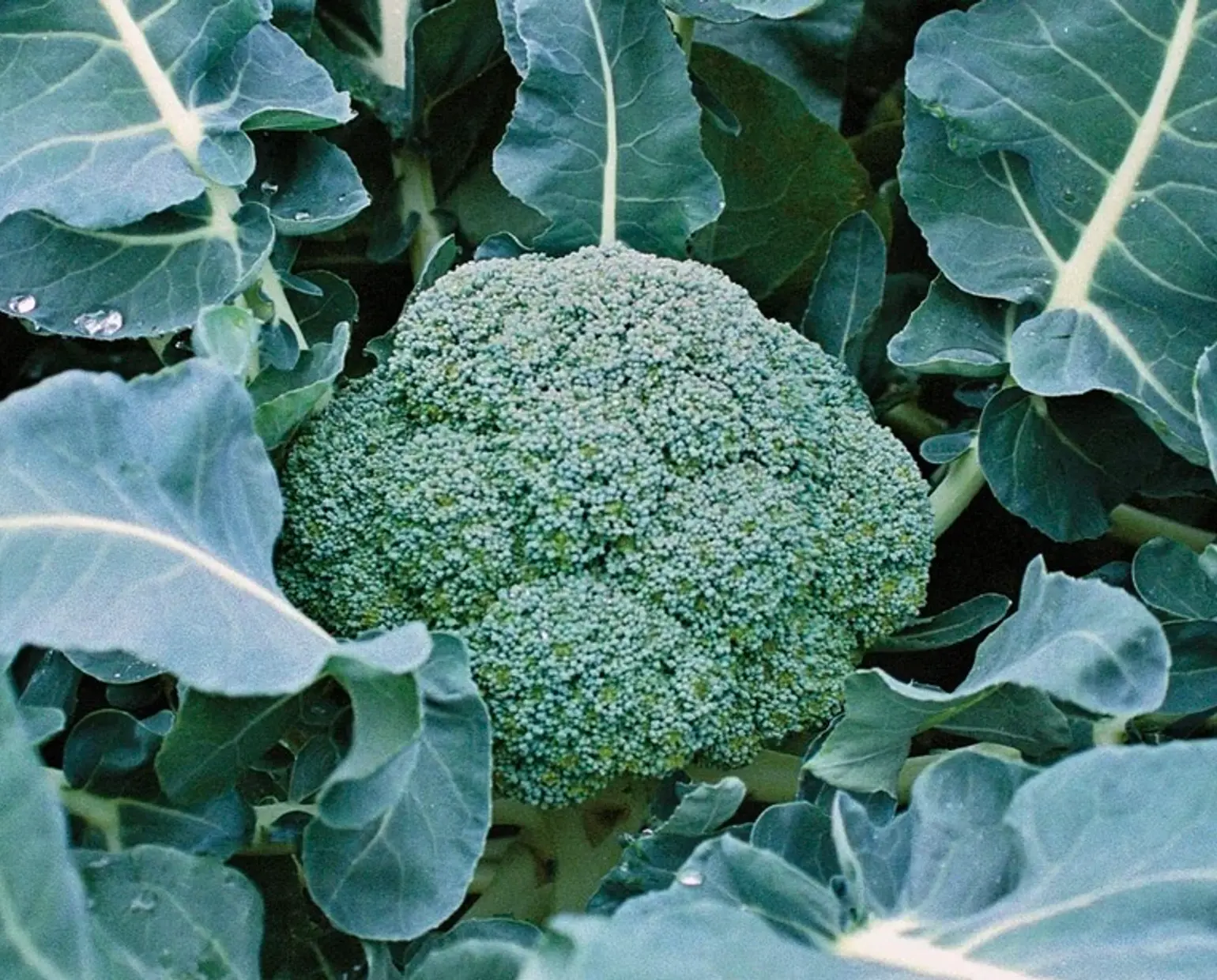 organic broccoli plant