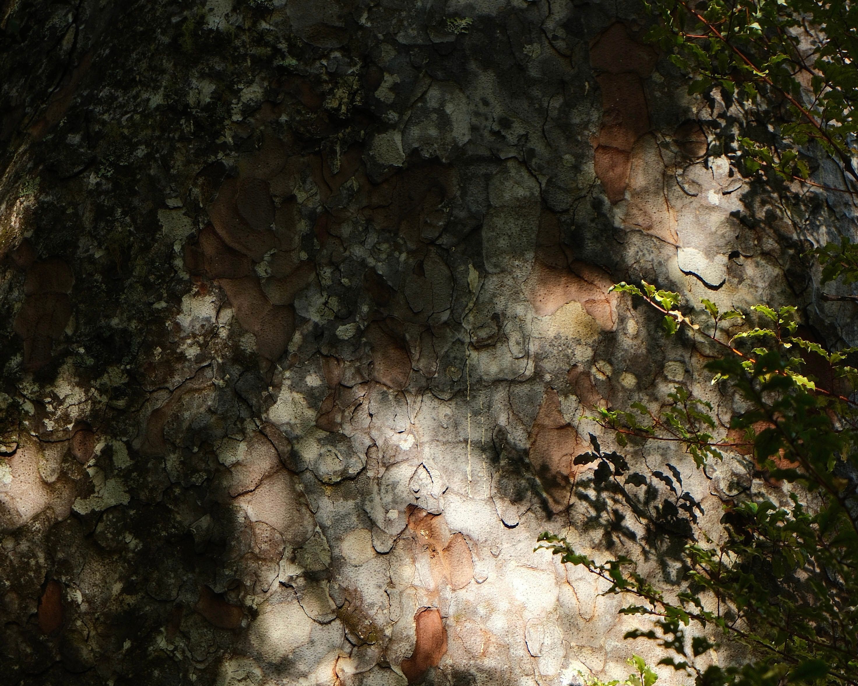 A detailed shot of a tree with rust colours peeking through and moss lining the layers of 