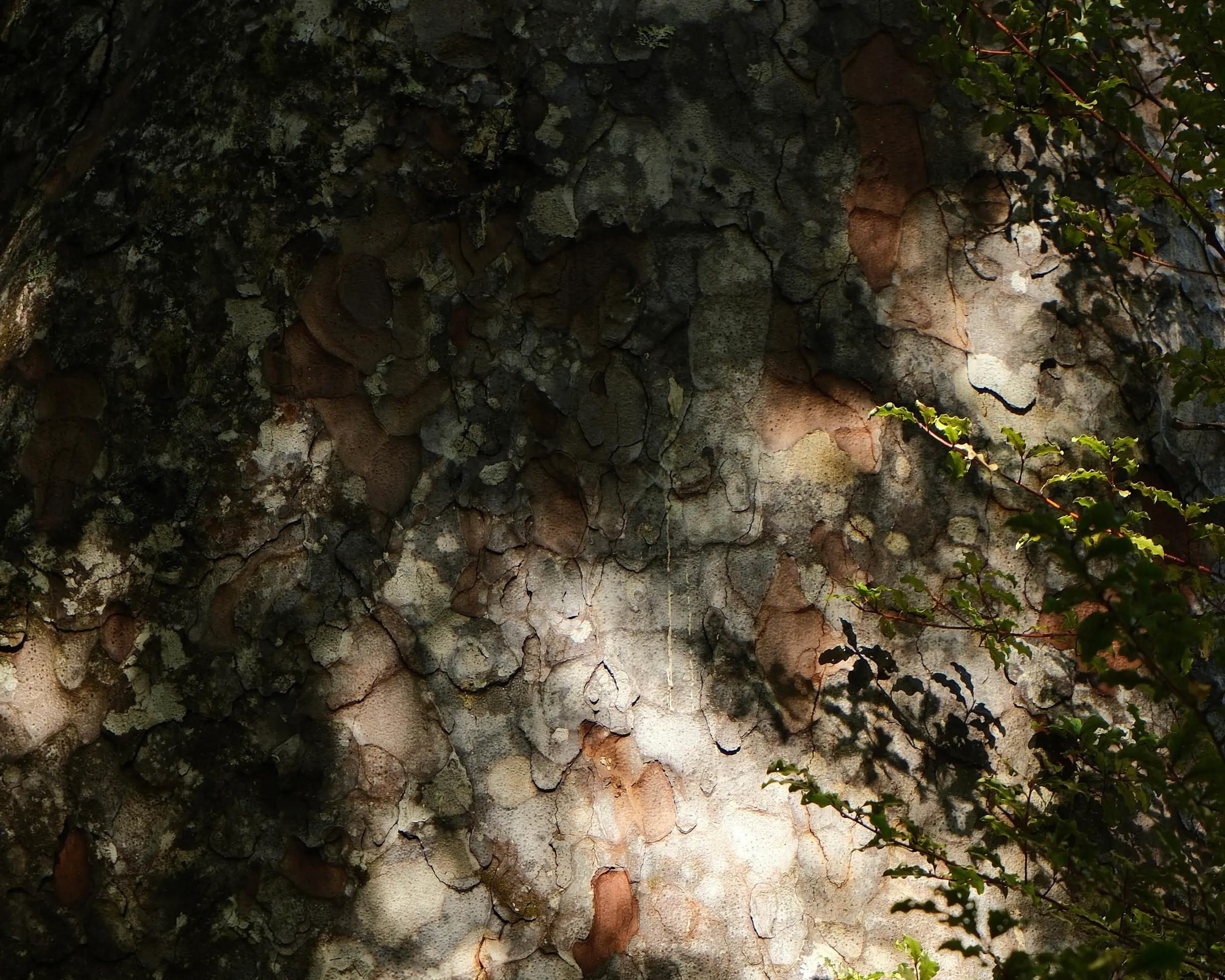 A detailed shot of a tree with rust colours peeking through and moss lining the layers of