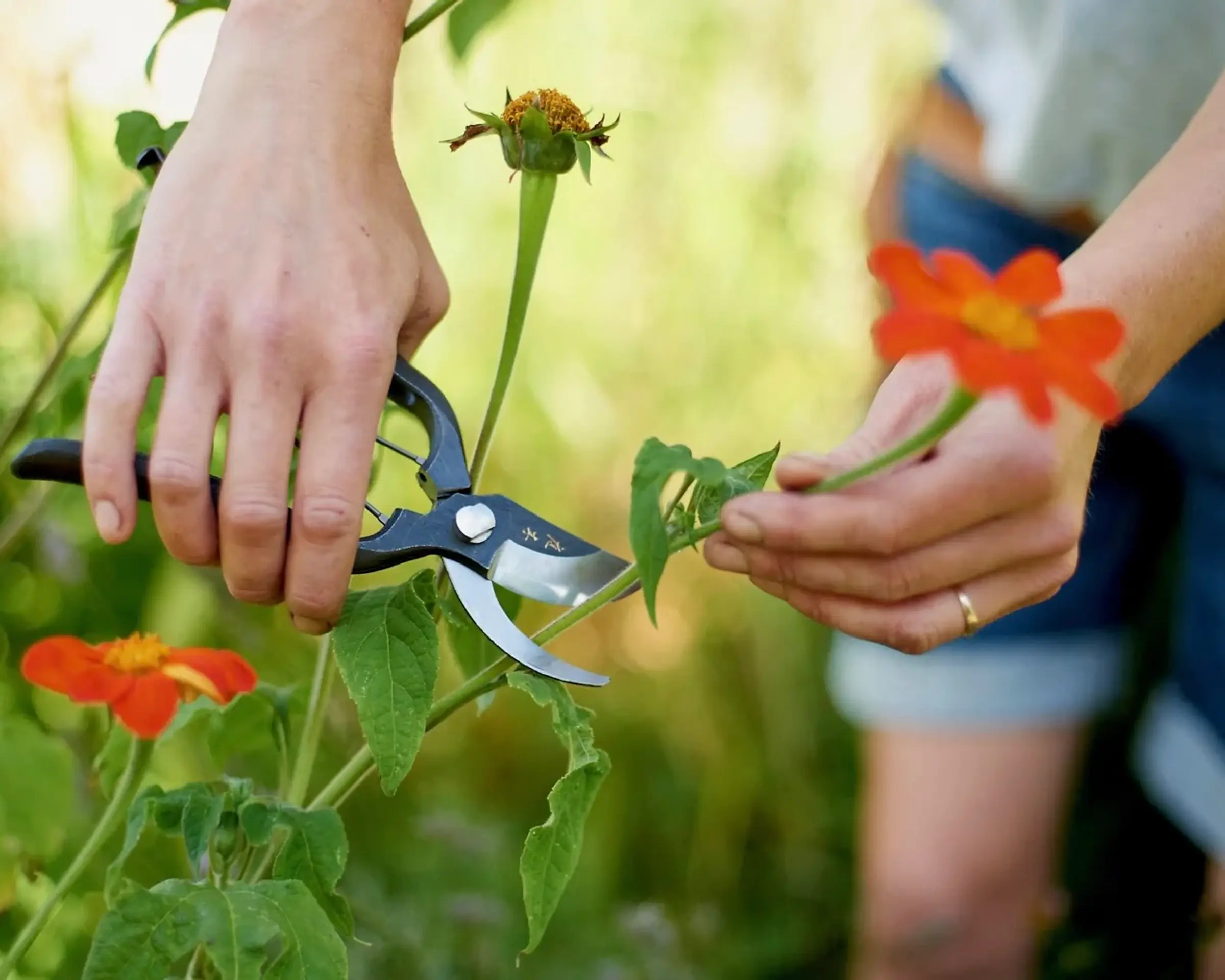 senti garden secateurs