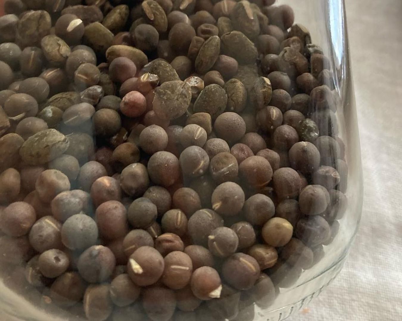 close up of veggie seeds