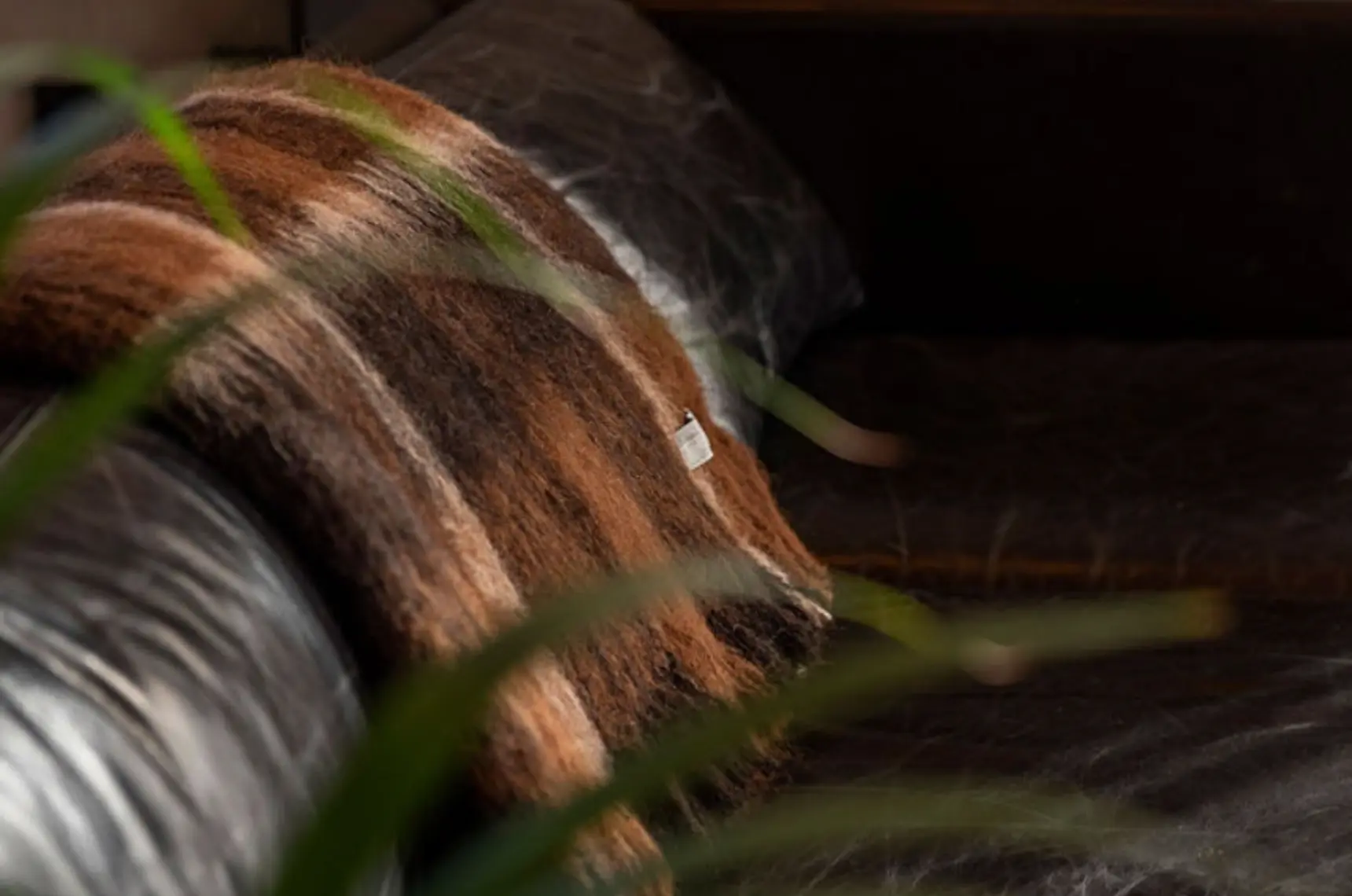 Alpaca throw on a black leather couch