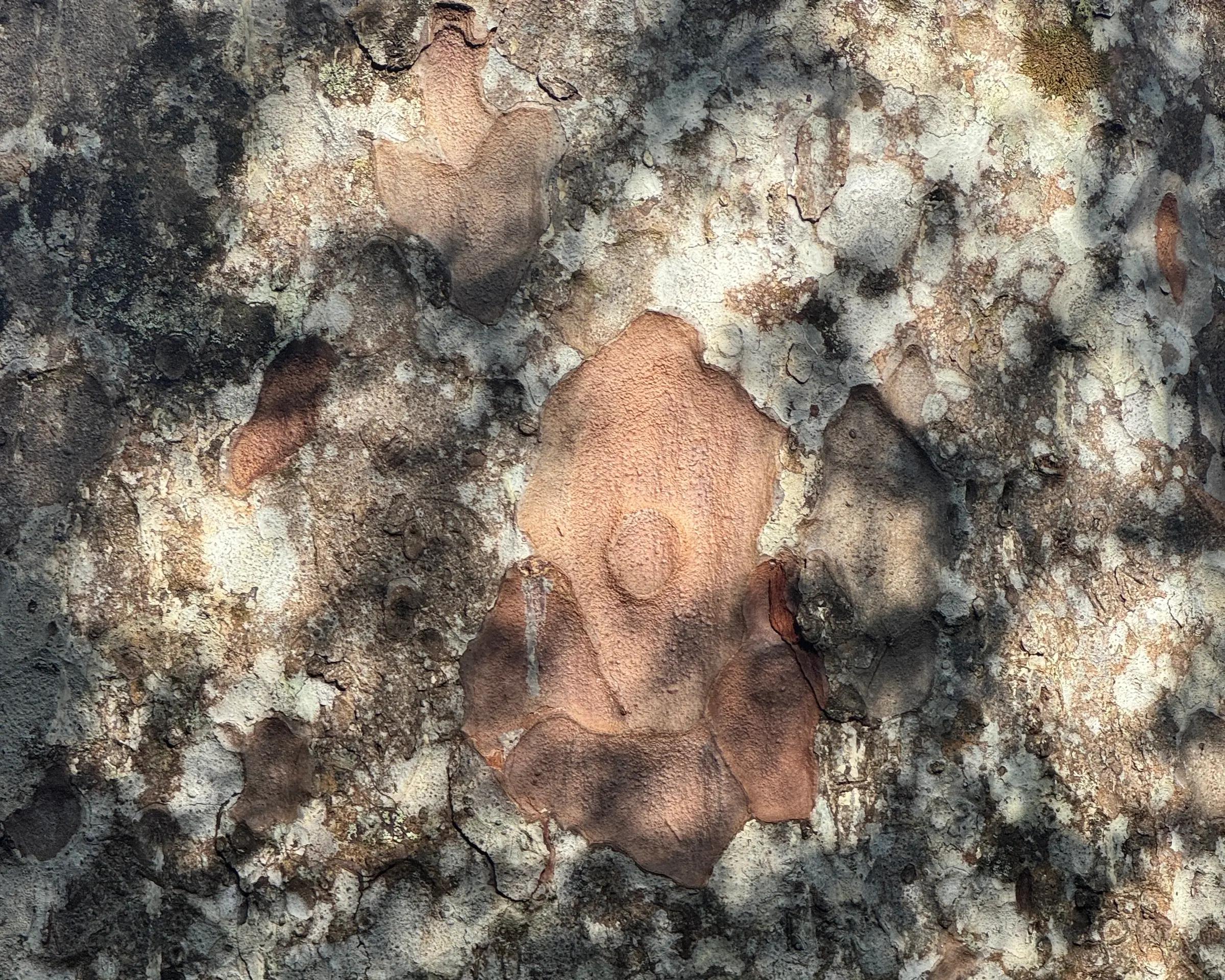 Close-up of mottled tree bark with peeling layers of warm terracotta, grey and cream, inspiration for Kaiqi Qiu’s ceramics.