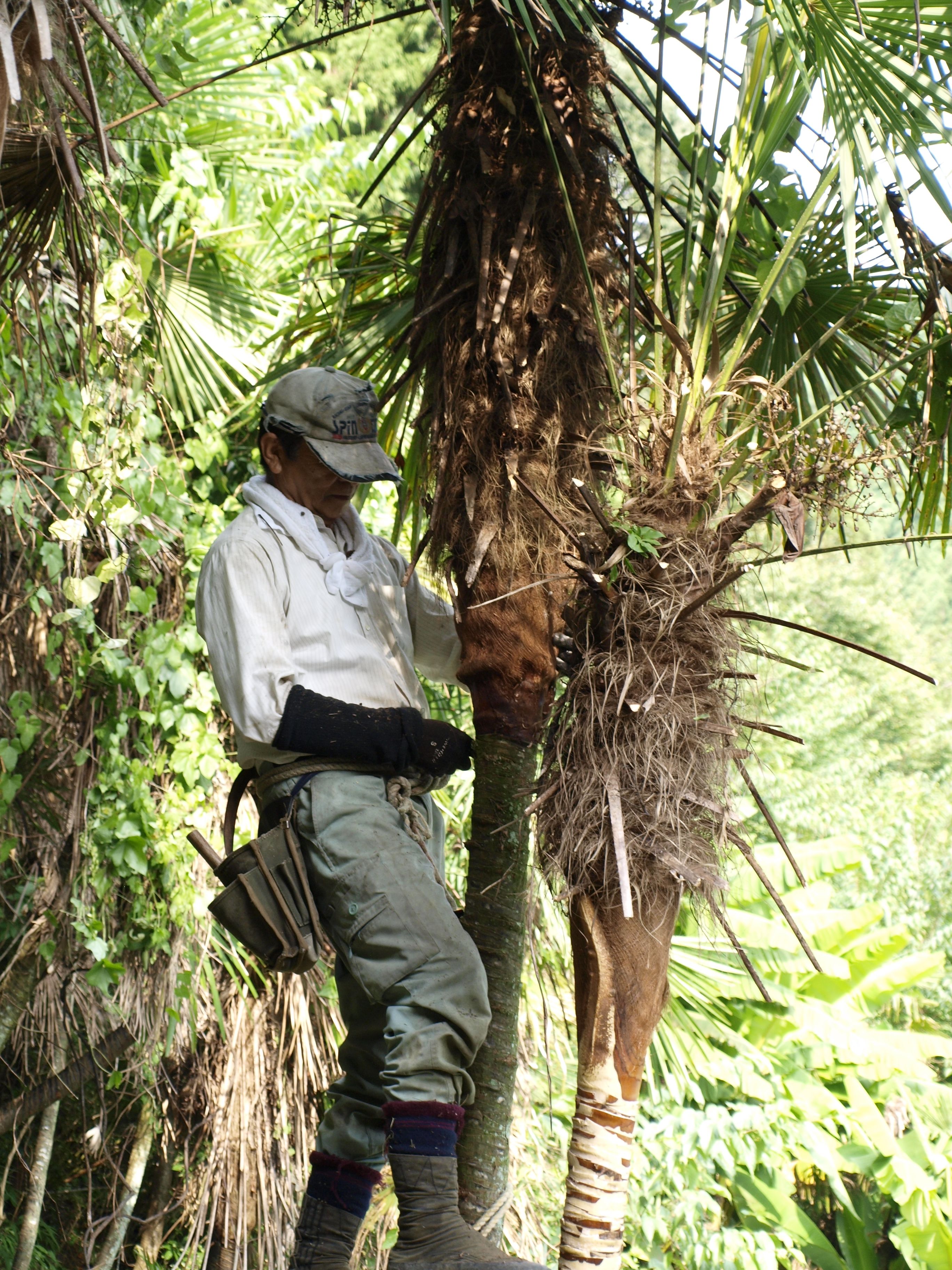 A worker harvesting palm fibre from a tree 