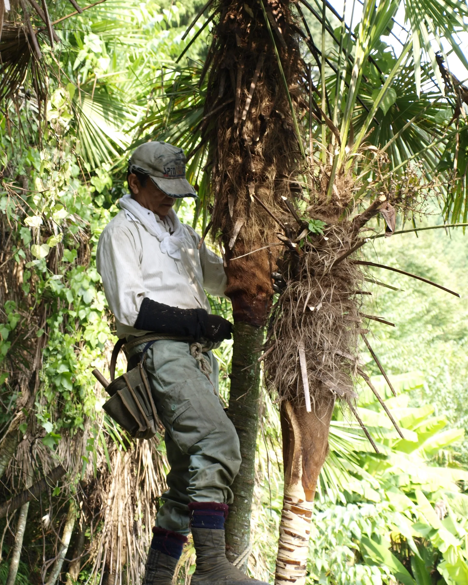 A worker harvesting palm fibre from a tree