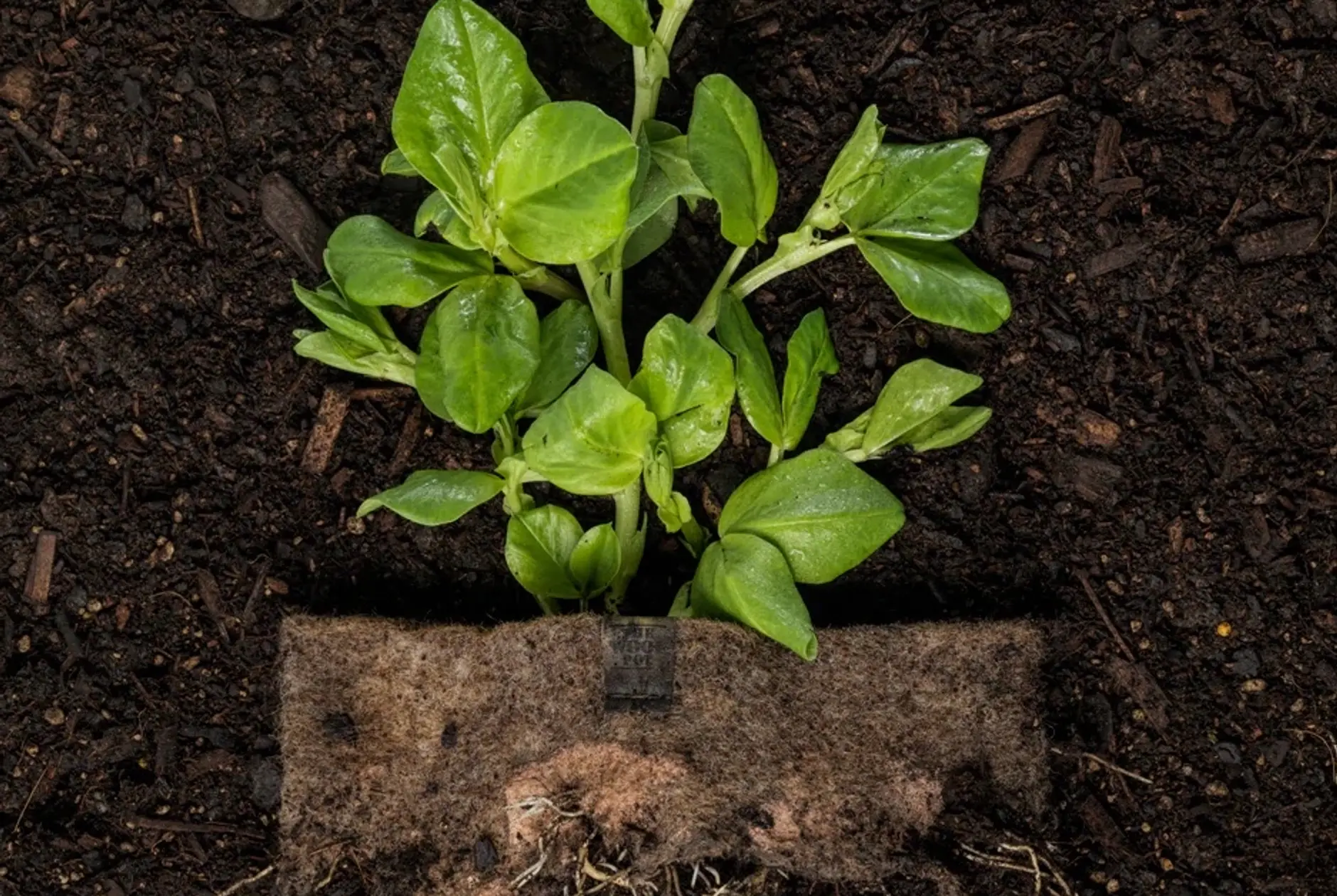 A wool pot decomposing in soil