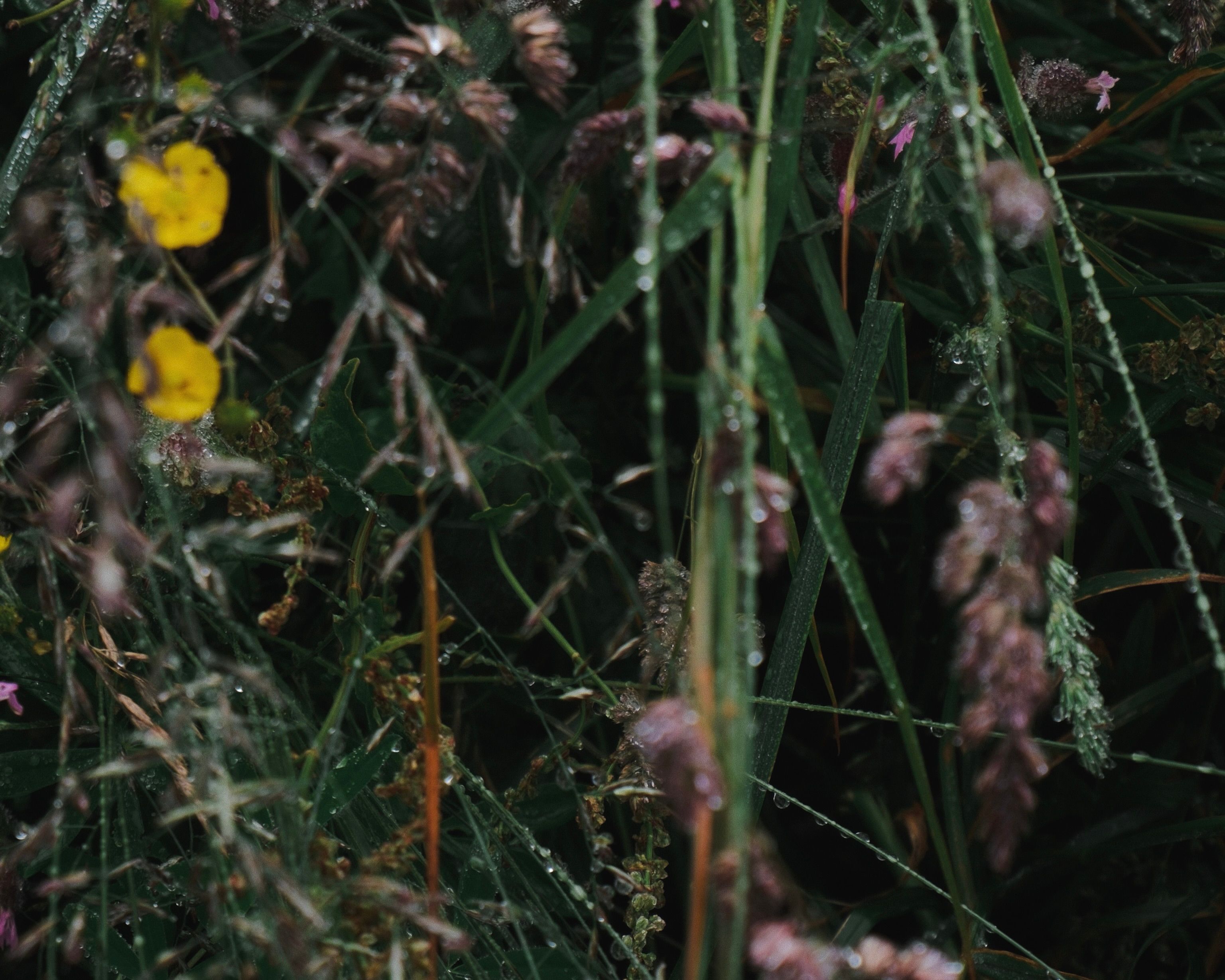 An image of greenery from Fischersund to accompany the No.8 hand lotion, purple and yellow flowers