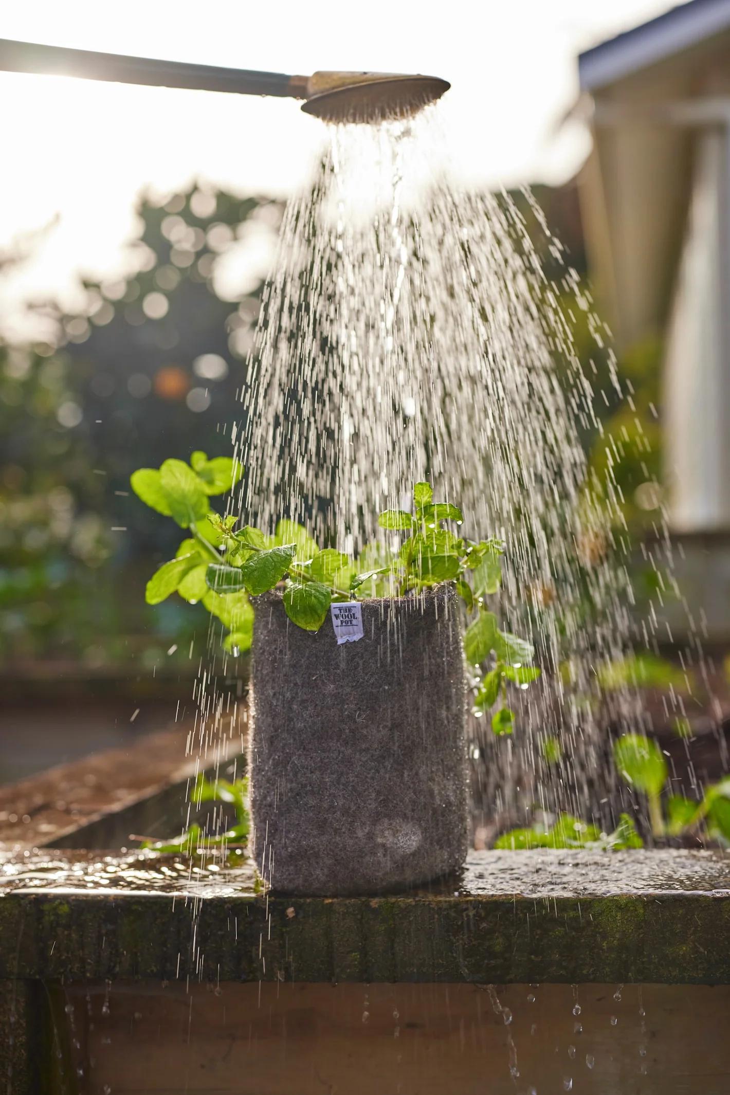 A wool pot with water being poured over it from a watering can