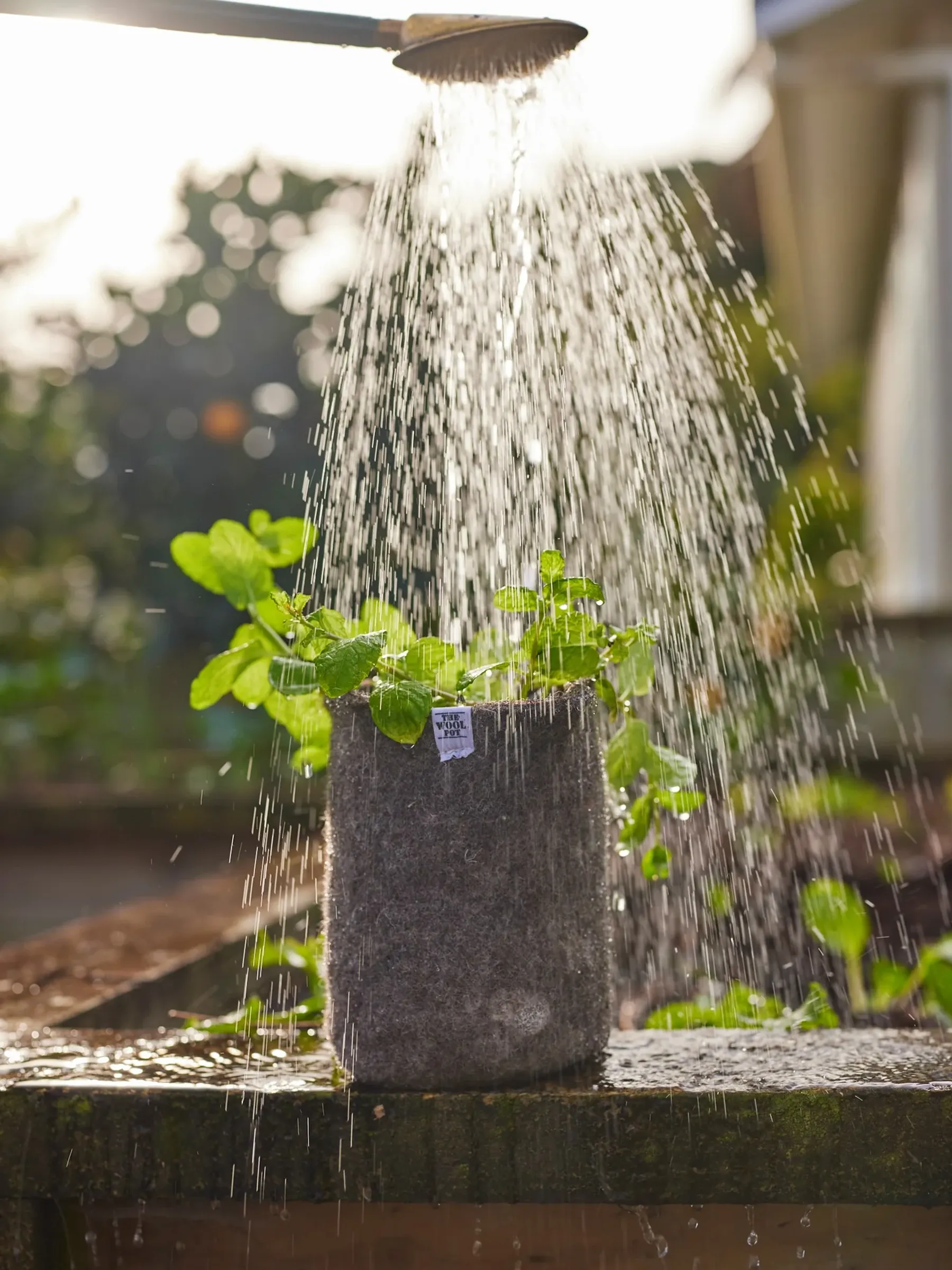 A wool pot with water being poured over it from a watering can