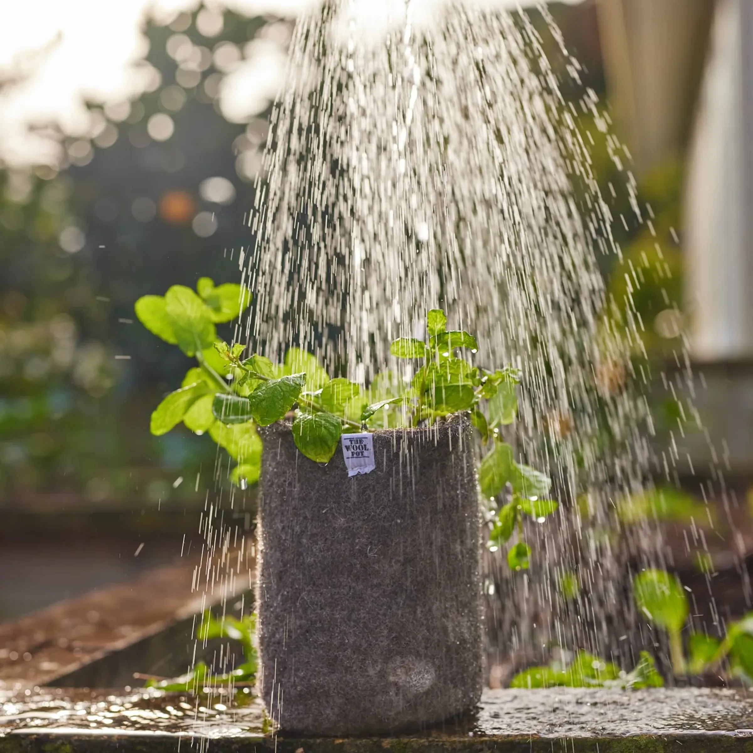 A wool pot with water being poured over it from a watering can
