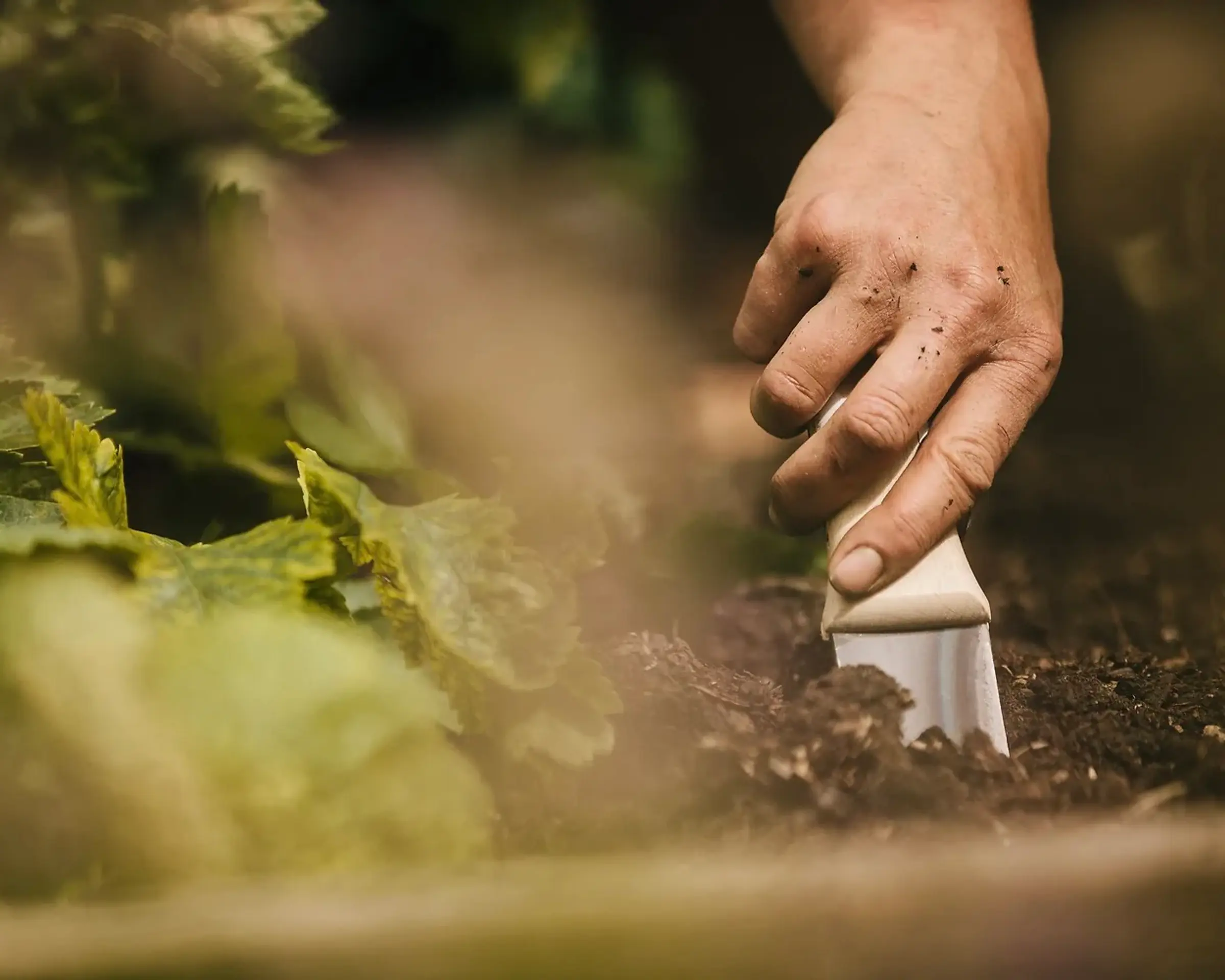 a hand digging in a garden with a hori hori tool