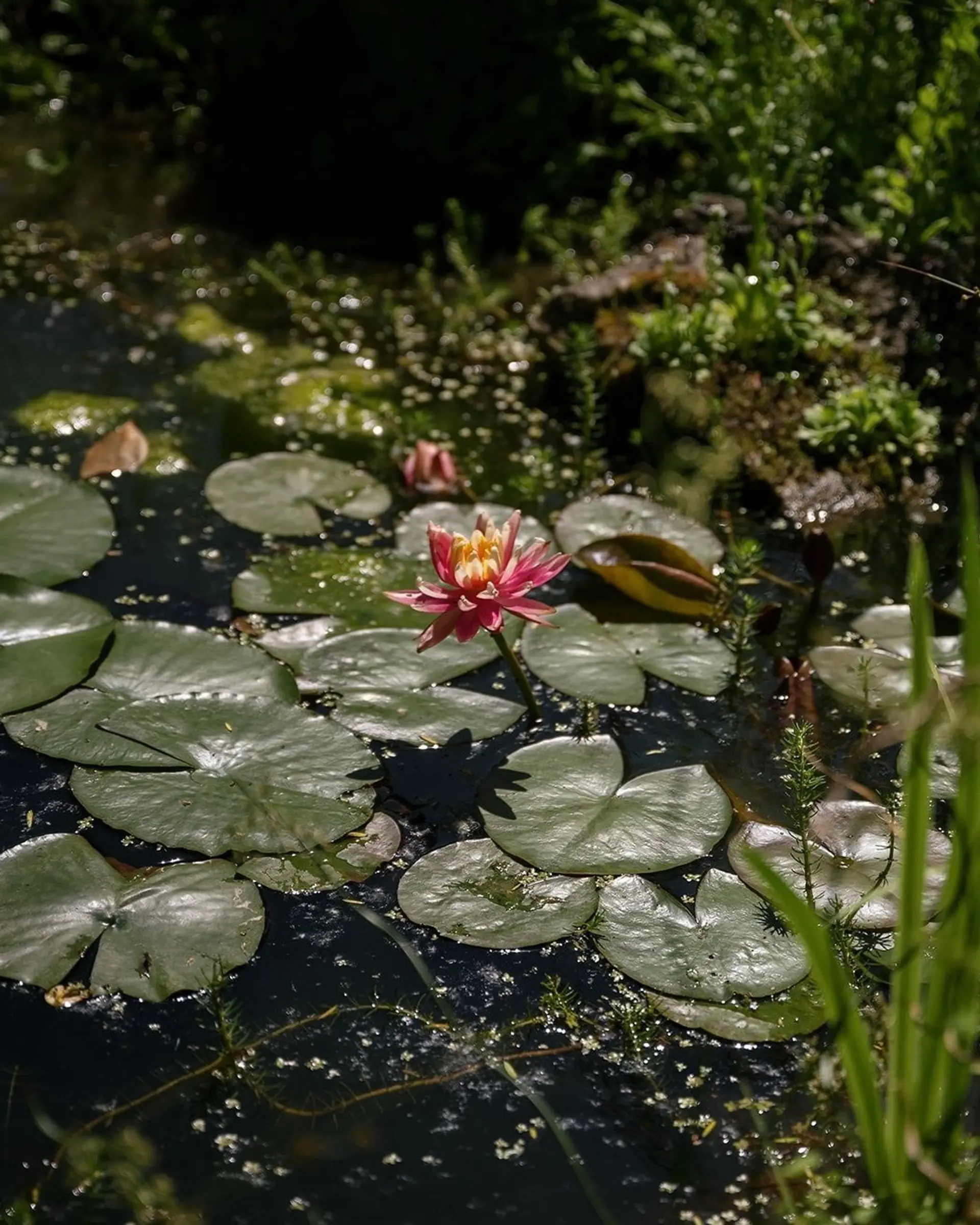 Sage Journal, a New Zealand gardening magazine exploring garden design, plants, botanical storytelling and creative living