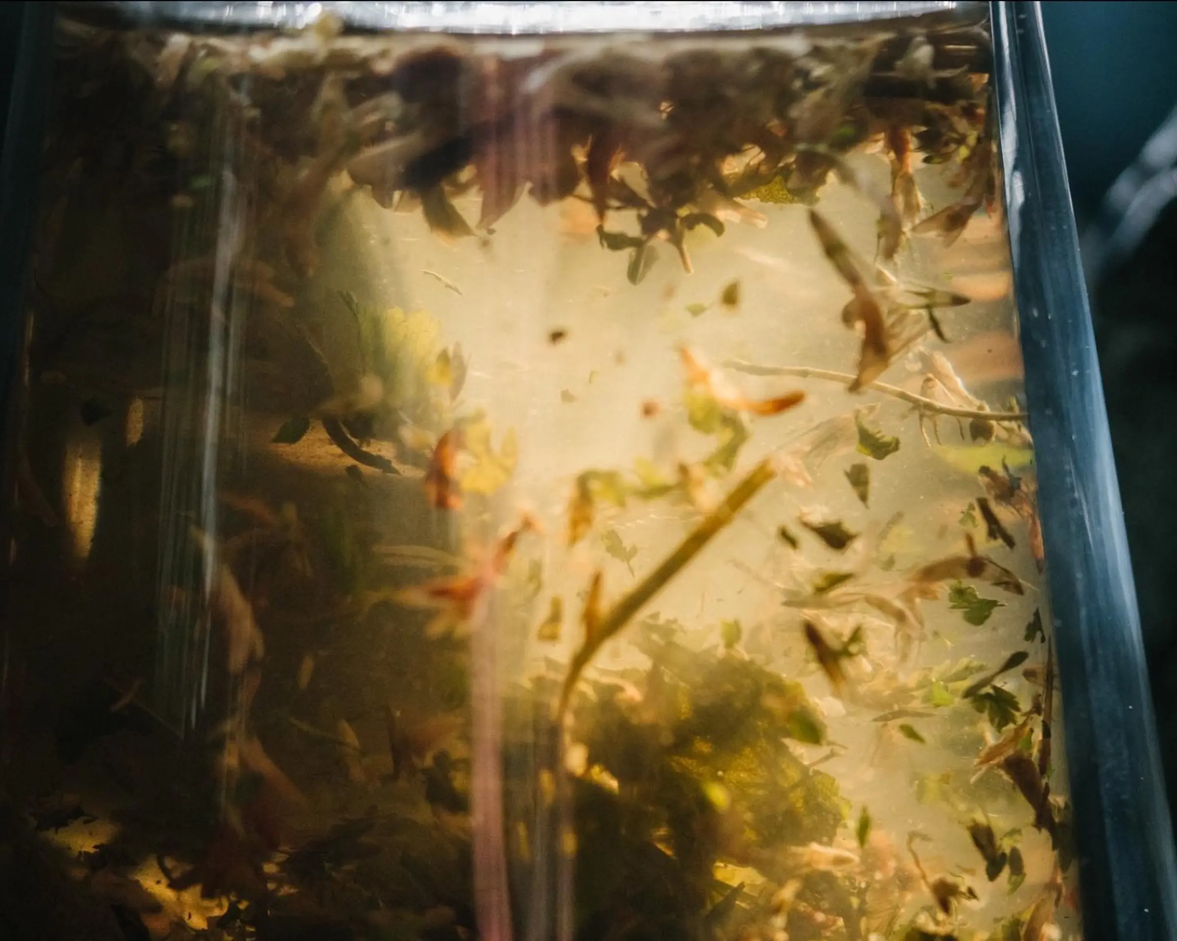 close up of tea leaves in a glass jug