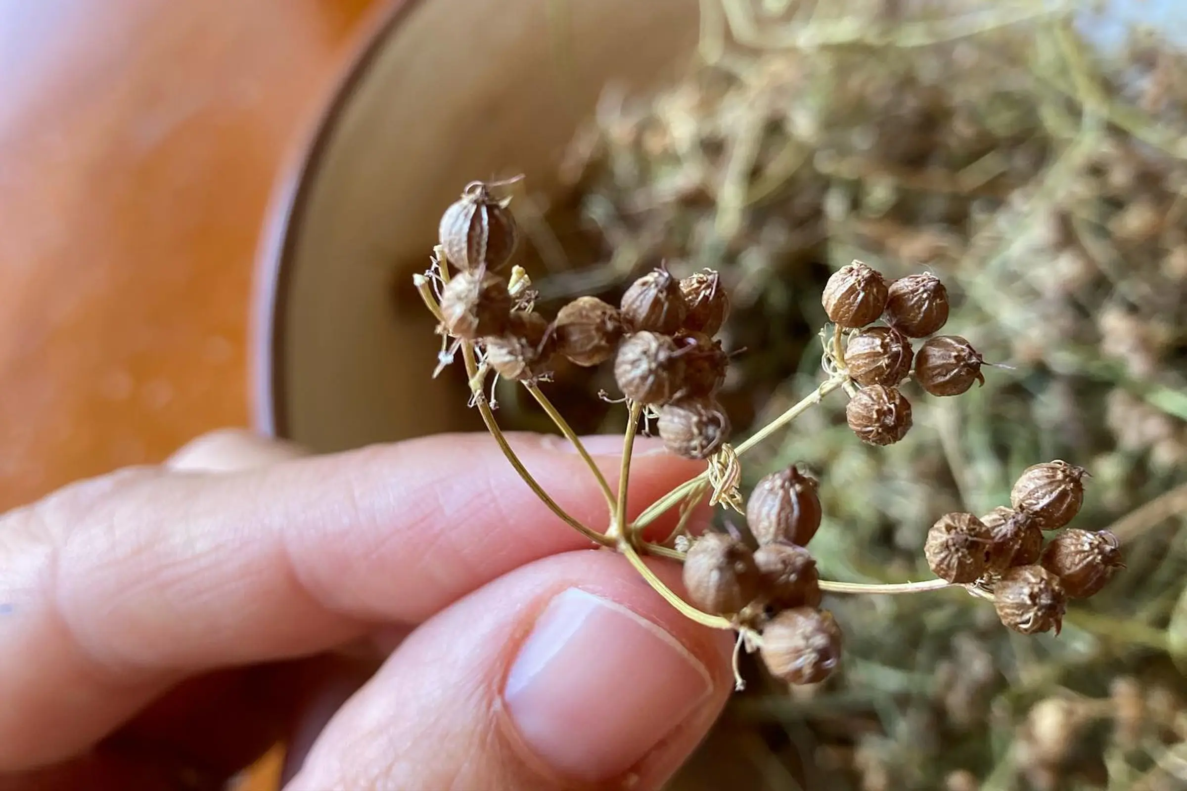 organic seed harvesting by hand
