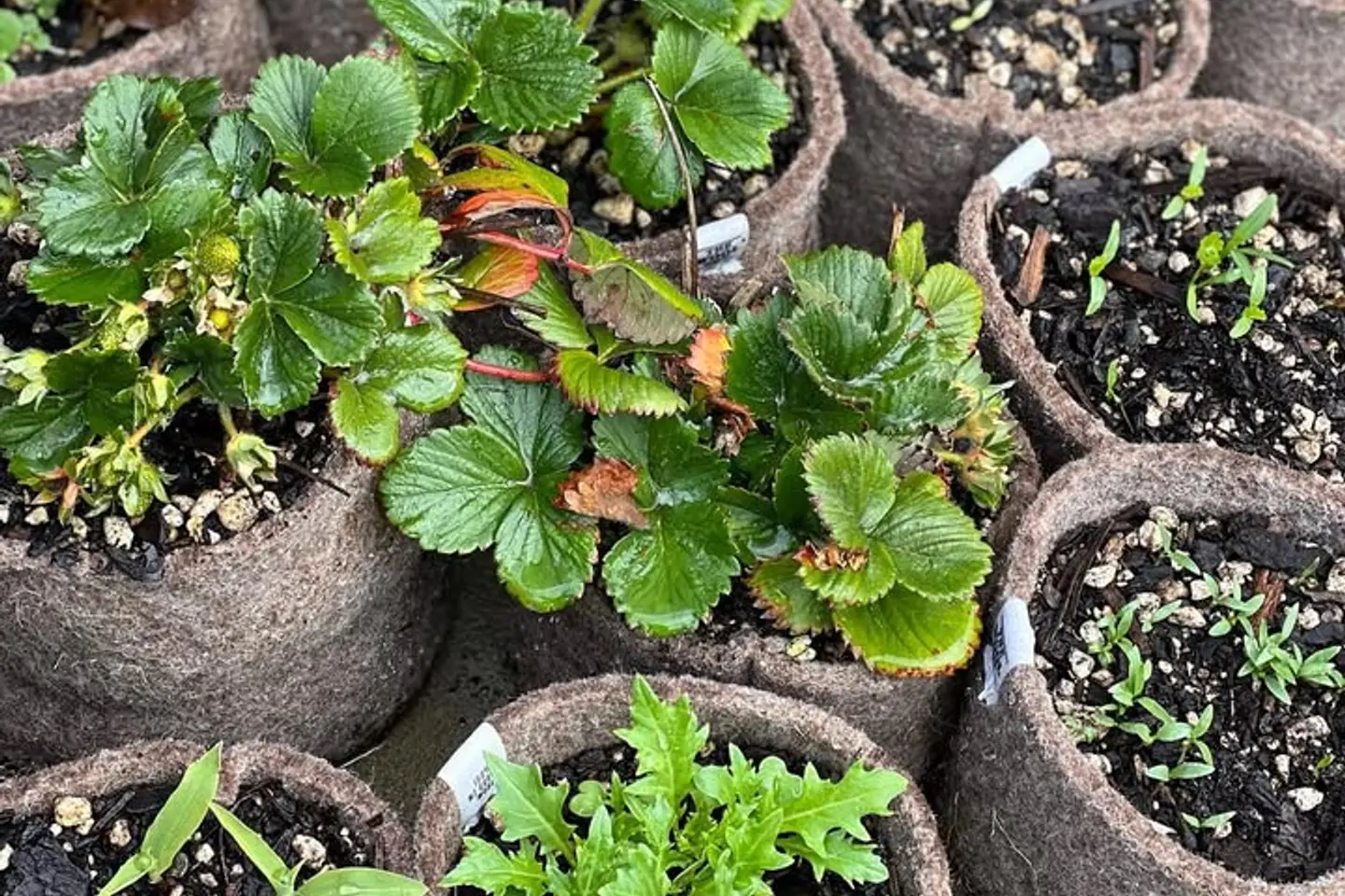 a collection of wool pots with plants growing