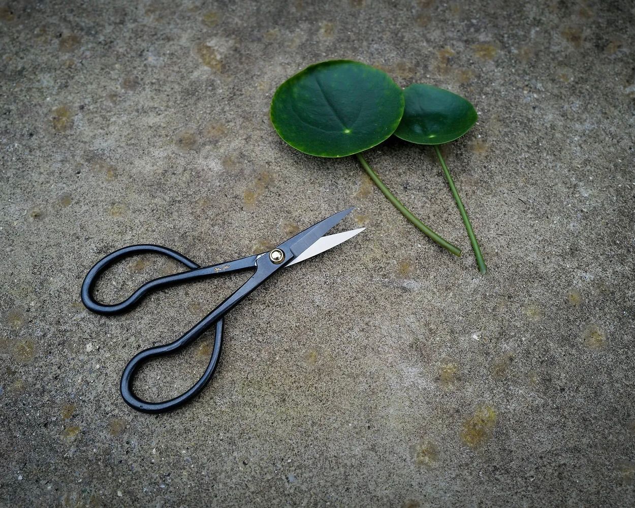 hirugashi snips on a stone with a leaf