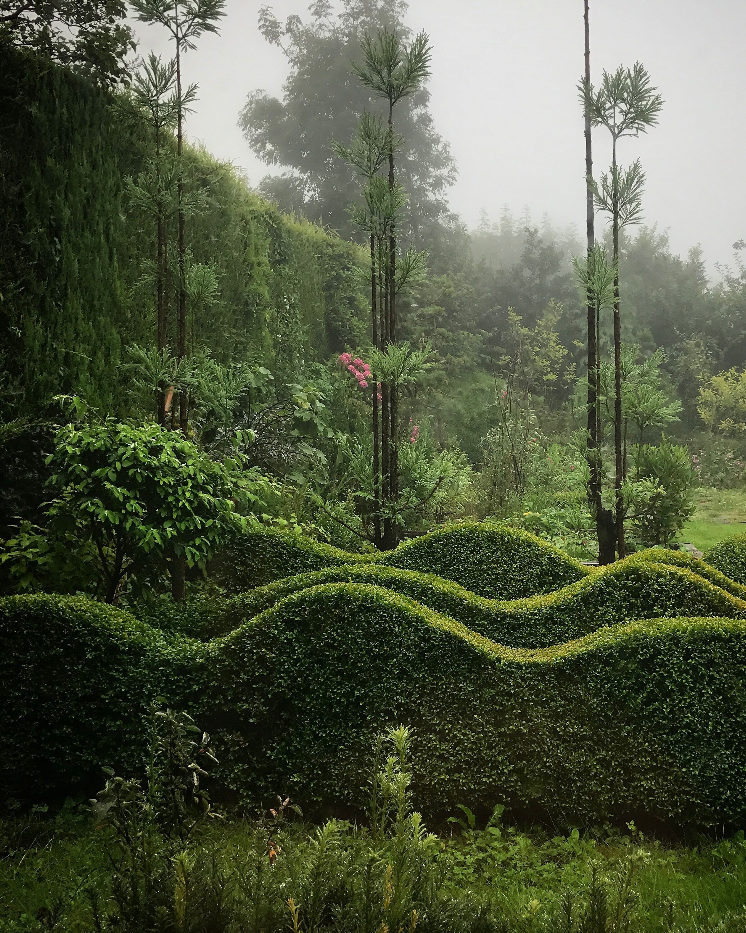 Topiary Hedge in Jake's Garden