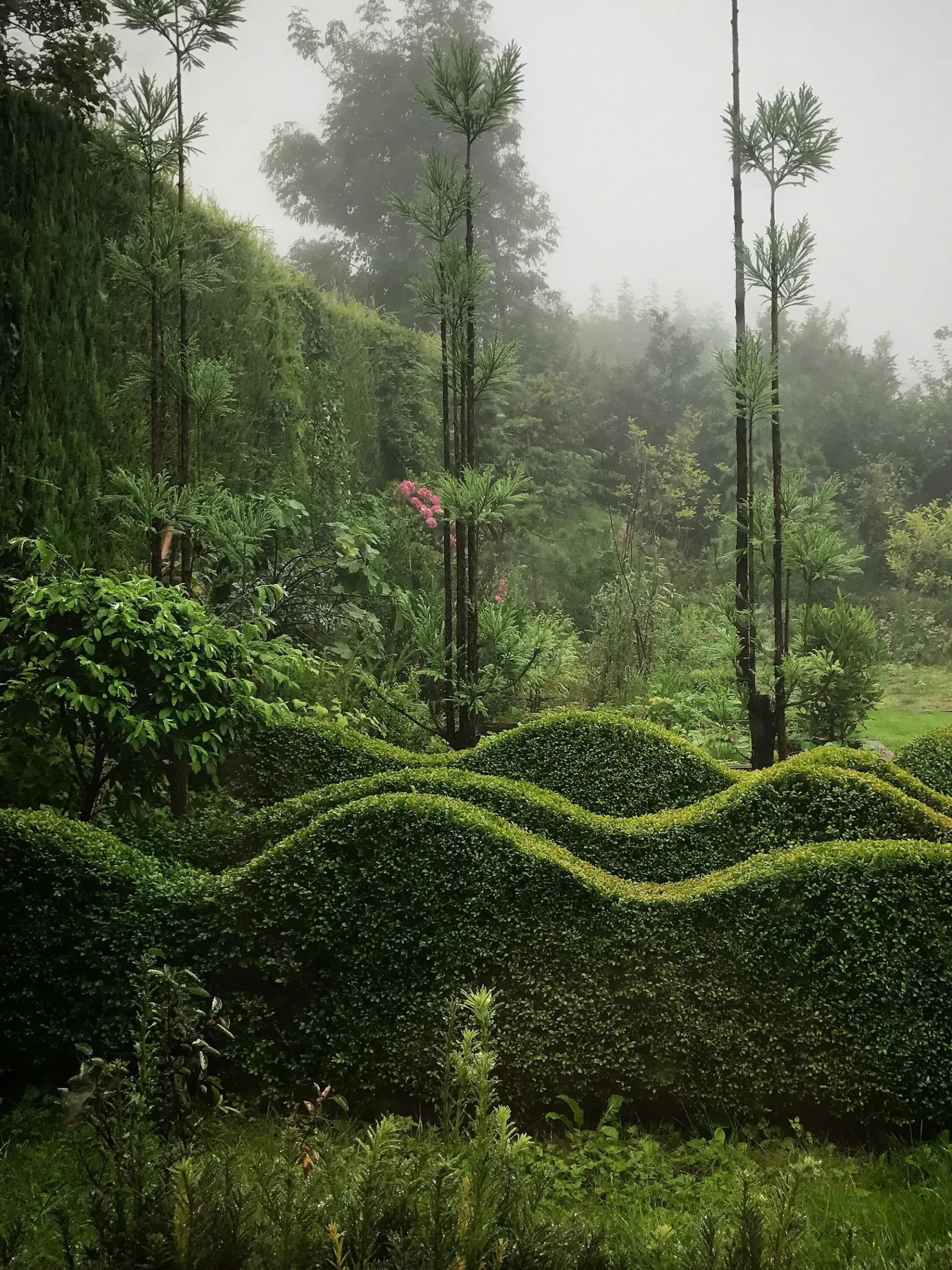 Topiary Hedge in Jake's Garden