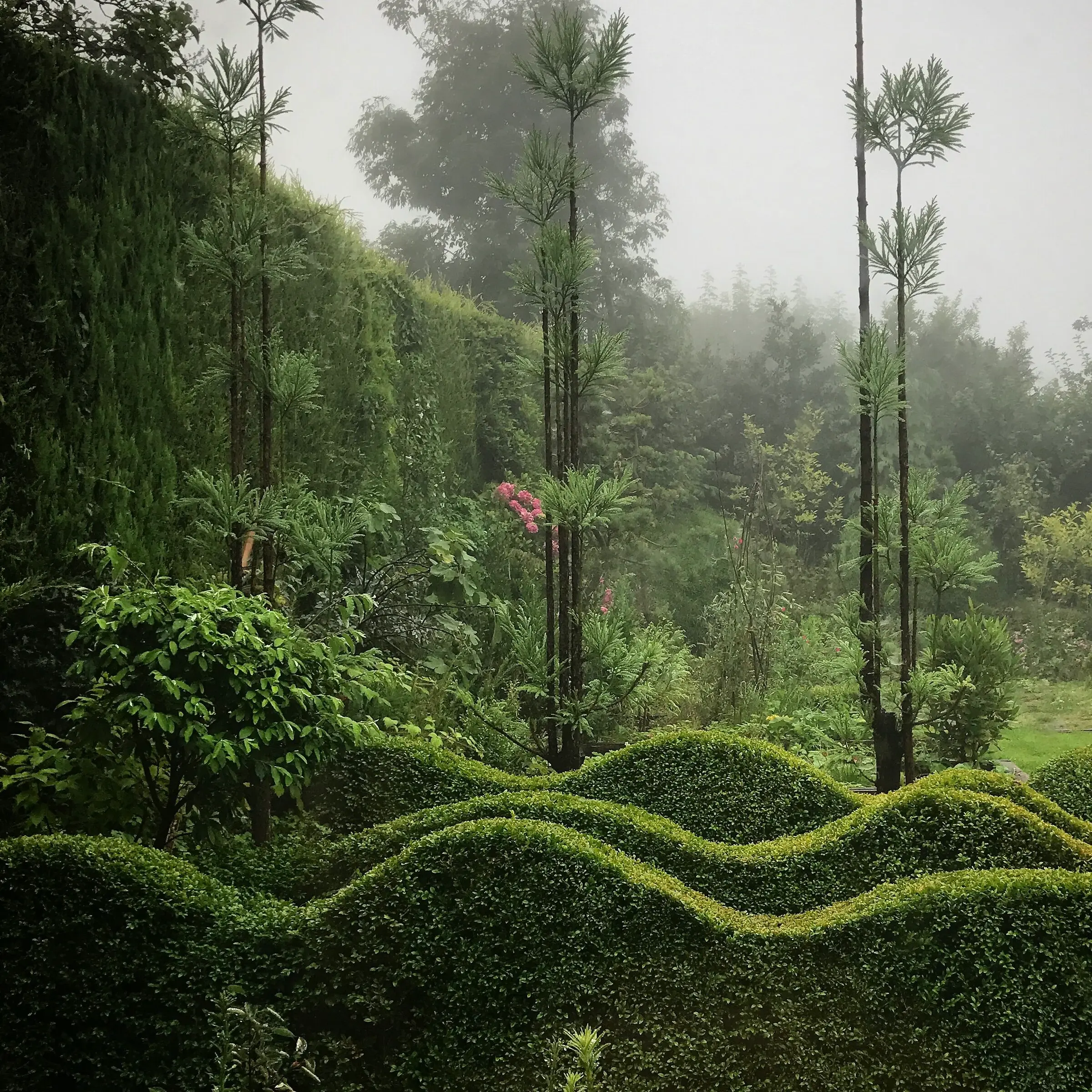 Topiary Hedge in Jake's Garden