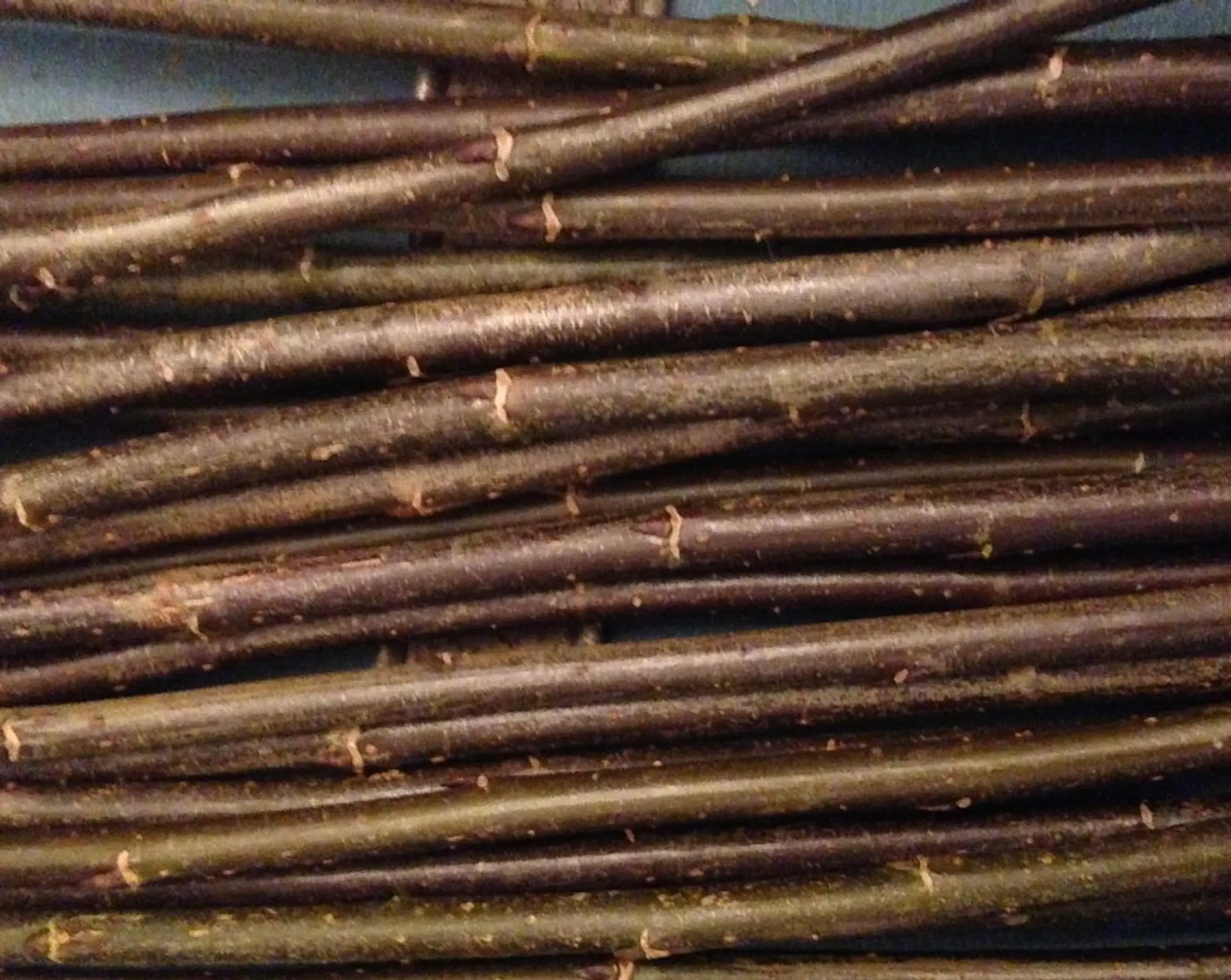 willow branches