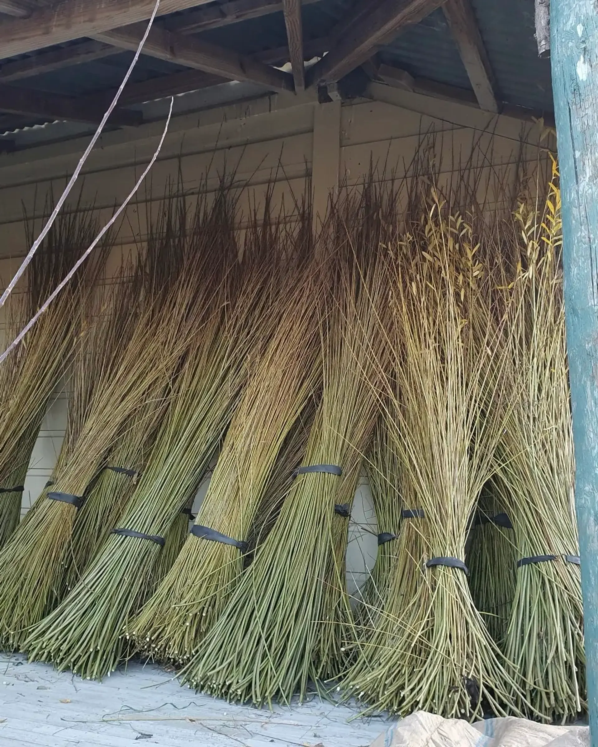 harvested willow branches in a barn