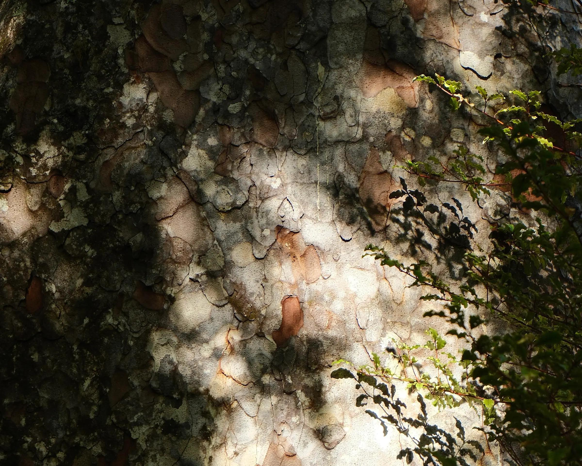 Moss and pale green lichen growing across the textured bark of a forest tree, inspiration for Kaiqi Qiu’s ceramic surfaces.